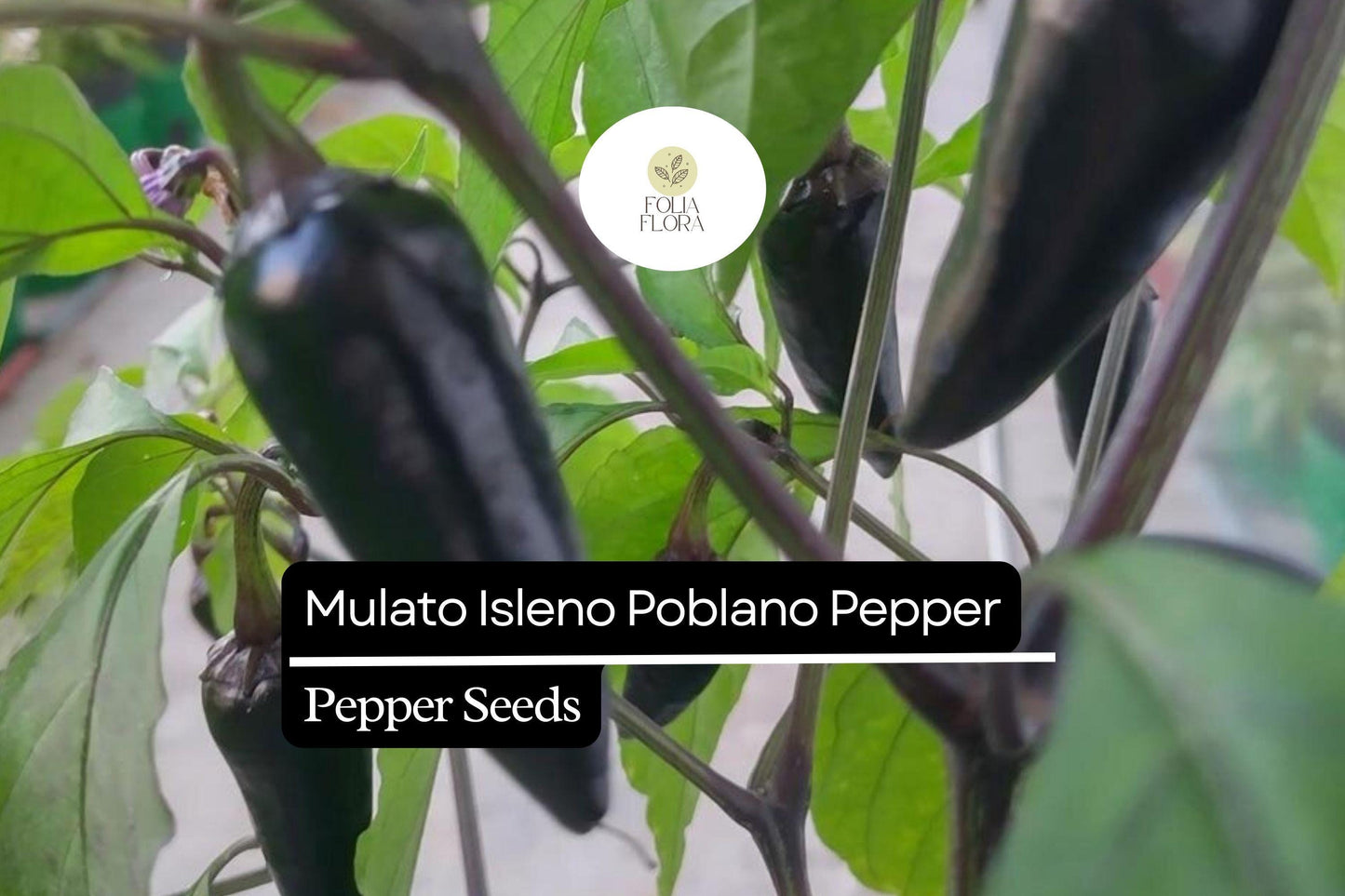 Mulato Isleno Poblano Pepper Seeds - 10 Seeds, Mild Chili Pepper, Capsicum Annuum, Smoky-Sweet Flavor for Mexican Dishes