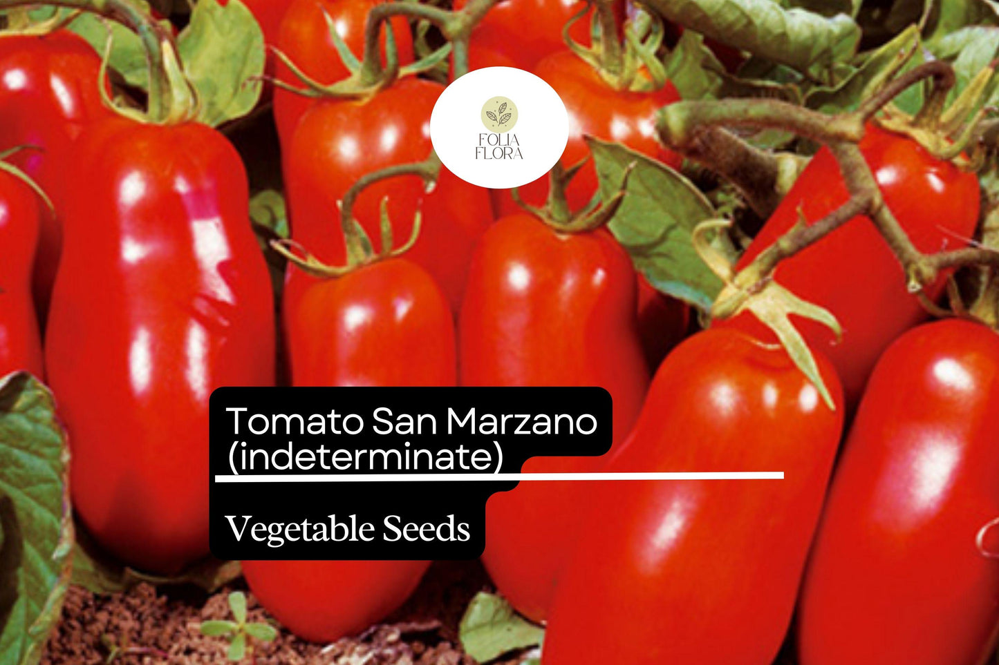 San Marzano Short Vine Tomato Seeds - Indeterminate Heirloom, Lycopersicon Esculentum, Meaty, Low-Acidity, High-Yield, 30 Seeds