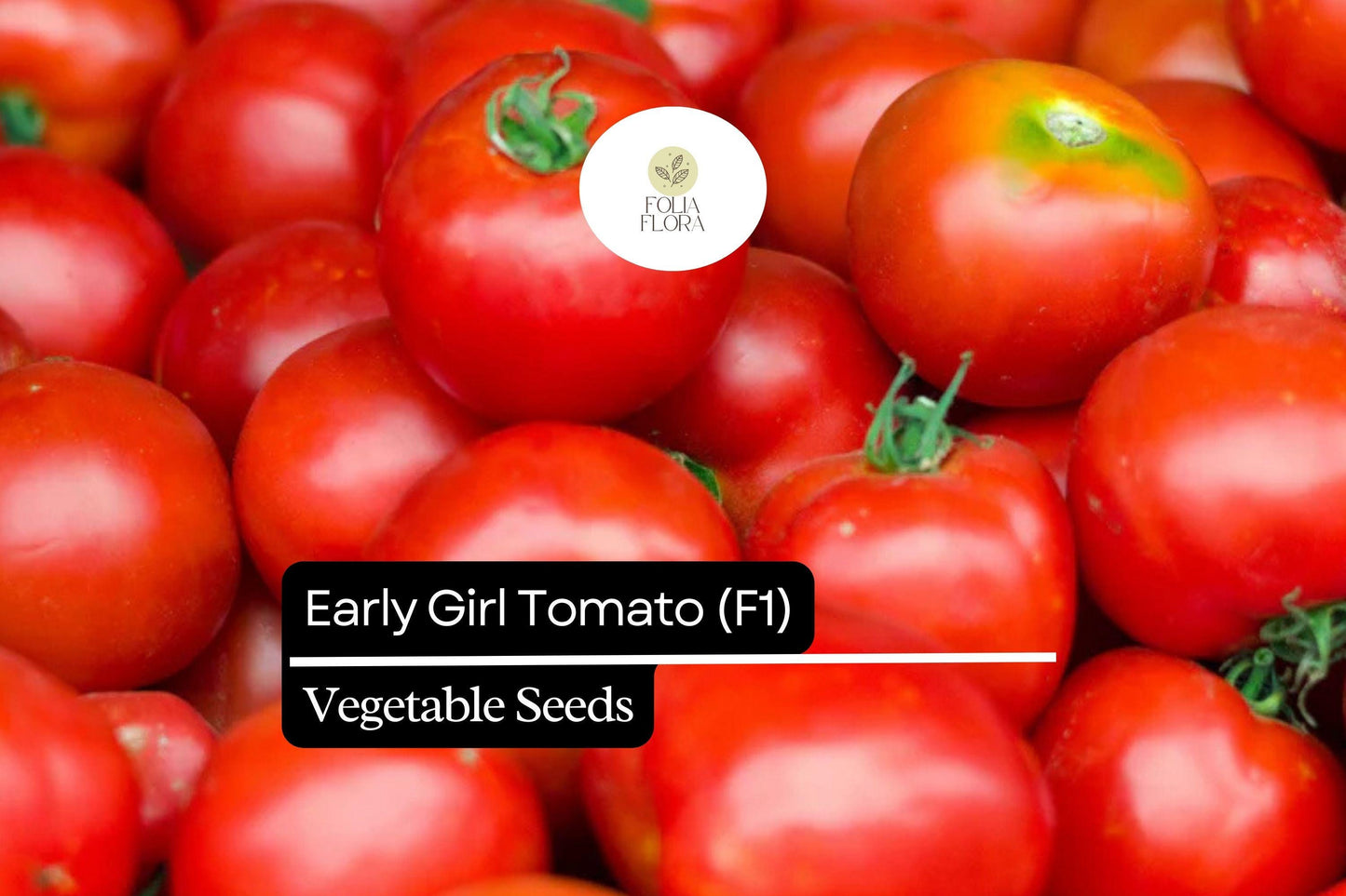 Early Girl Tomato Seeds - 10 Pack - Fast-Maturing Red F1 Hybrid - Solanum lycopersicum - Sweet & Juicy for Container Gardening