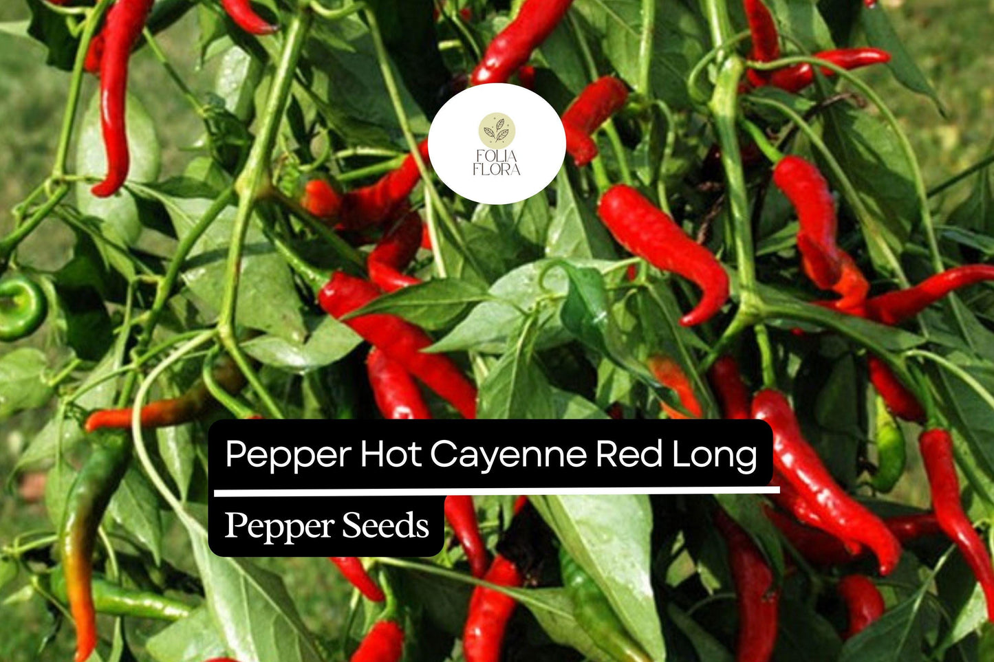 Cayenne Red Long Pepper Seeds - 300mg Non-GMO Hot Chili Pepper (Capsicum annuum) for Spicy Cooking, Sauces, and Drying