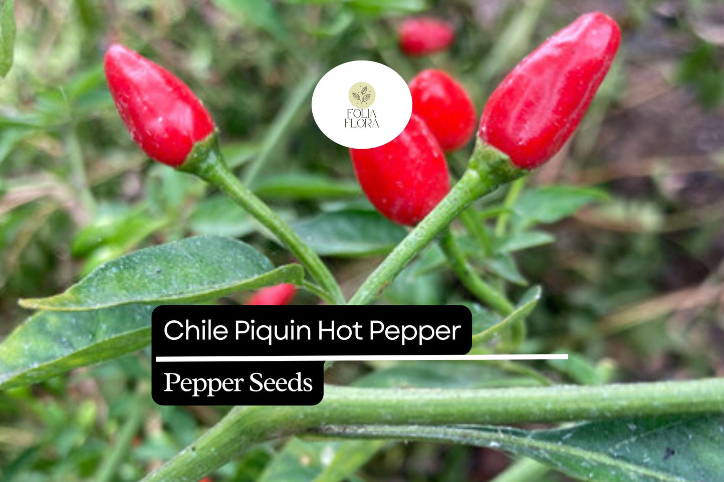 300mg Chile Piquin Hot Pepper Seeds | Capsicum annuum | Heirloom, Non-GMO, Fiery Flavorful Variety for Salsas & Sauces