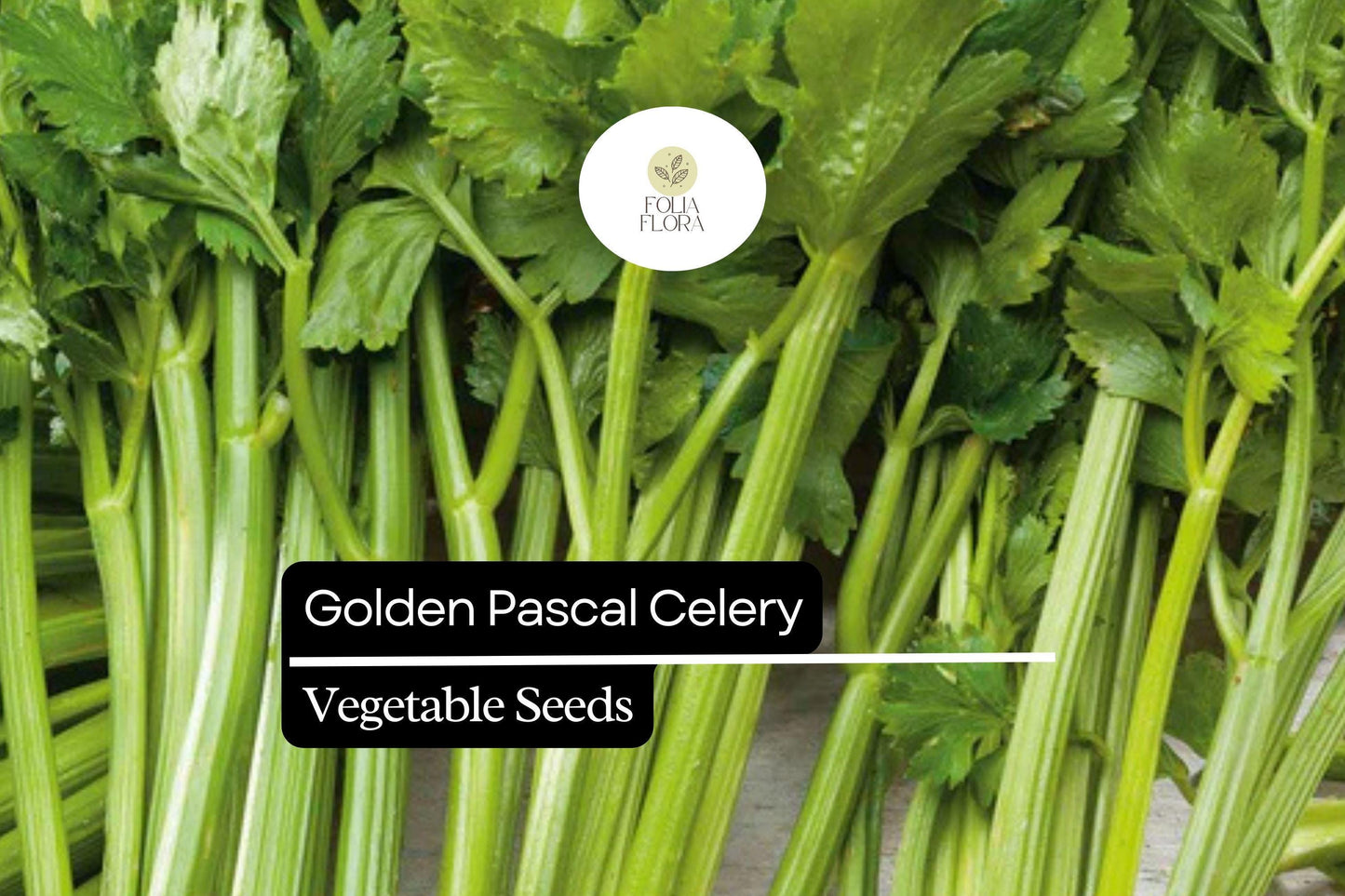Golden Pascal Celery Seeds - 500 Heirloom Seeds, Crisp Sweet Stalks, Golden-Yellow Color, Apium graveolens