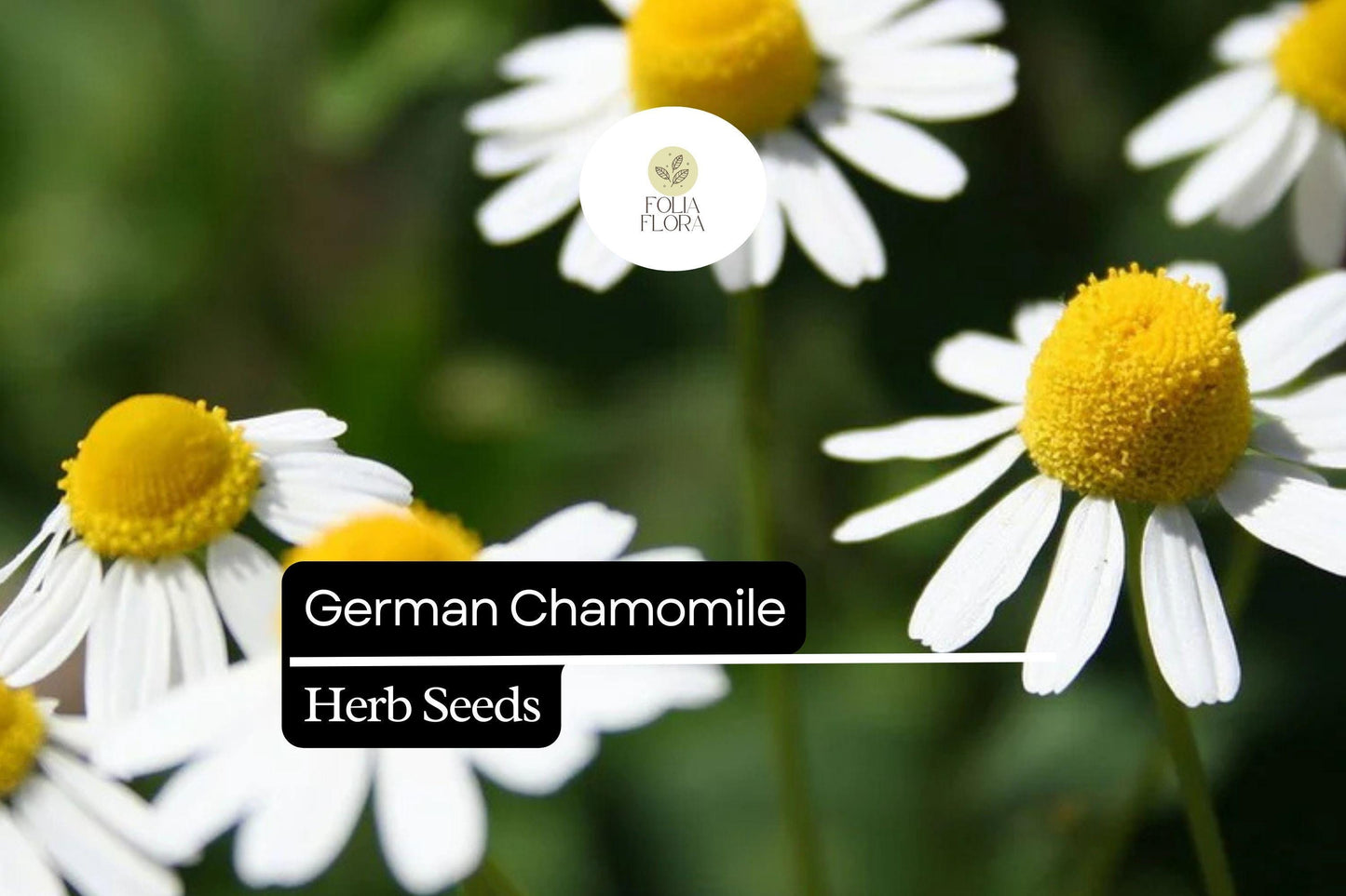German Chamomile Seeds - 2500 Count - Matricaria chamomilla - Calming Herb with White Flowers for Tea & Aromatherapy