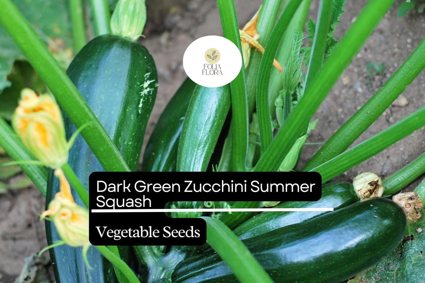 Dark Green Zucchini Seeds (1g) | High-Yield Summer Squash | Cucurbita pepo | Non-GMO, Compact Growth, Easy to Grow