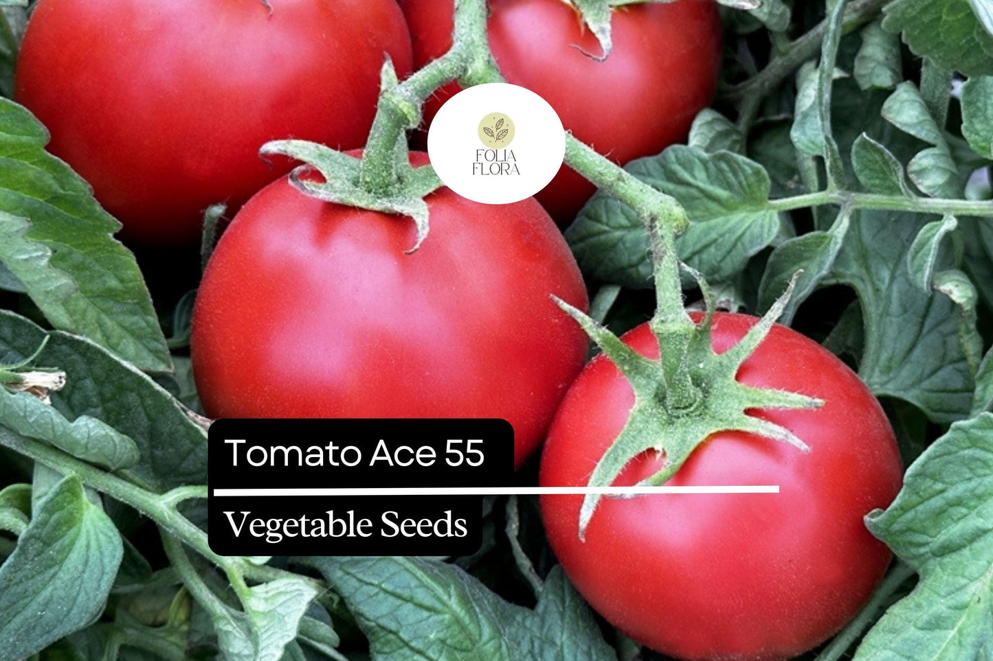 Tomato Seeds 100mg Ace 55 Heirloom Variety - Low-Acid & Non-GMO (Solanum lycopersicum) - Perfect for Salads & Sauces