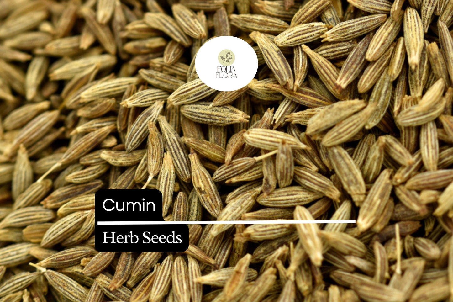 Cumin Seeds - 250 Count - Aromatic Spice Herb for Cooking - Cuminum cyminum - Versatile Culinary Essential