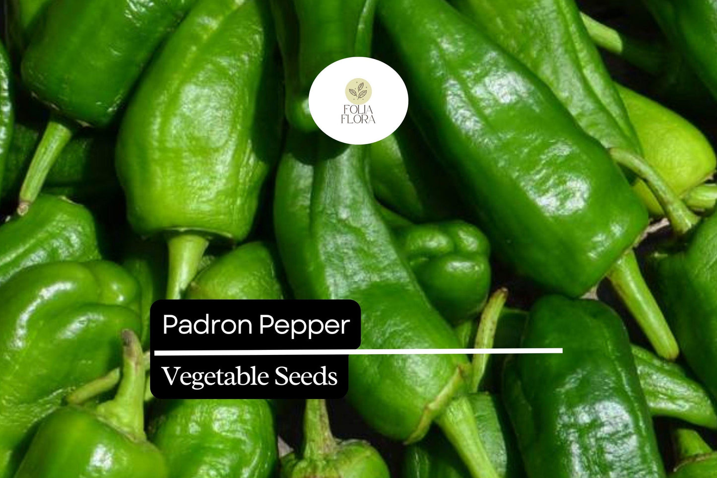 Padron Pepper Seeds - 10 Pack - Mild Flavorful Spanish Pepper - Capsicum annuum - Ideal for Containers & Tapas Cooking