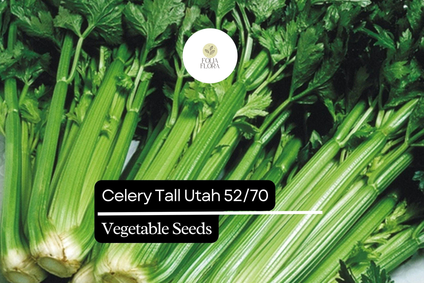 Celery Seeds 500 Count - Tall Utah Heirloom, Sweet & Crisp, Apium graveolens, Non-GMO, Ideal for Fresh Eating & Cooking