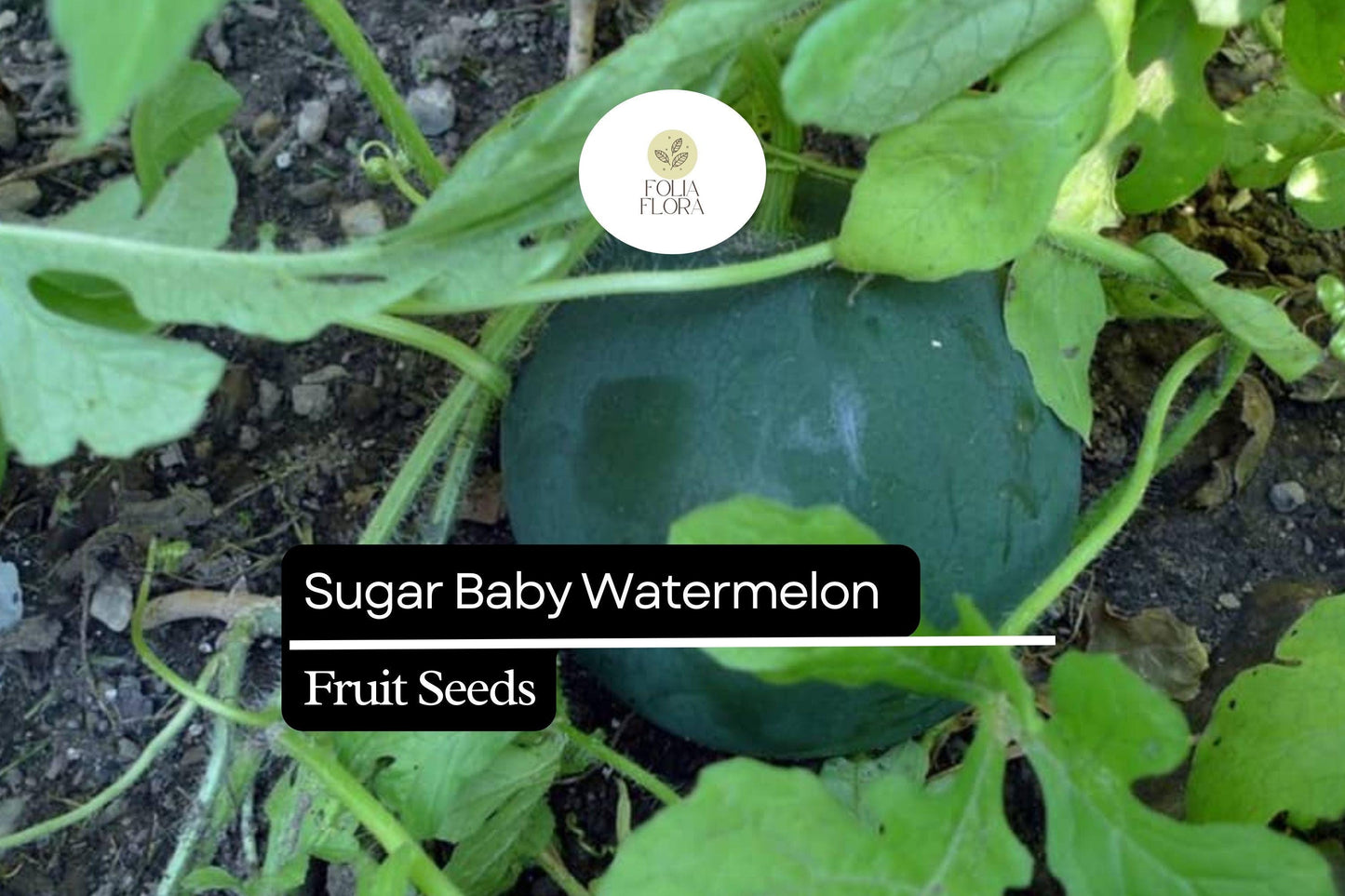 Sugar Baby Watermelon Seeds (1g) | Heirloom, Compact, Fast-Growing | Citrullus lanatus | Sweet, Juicy Fruit for Small Gardens