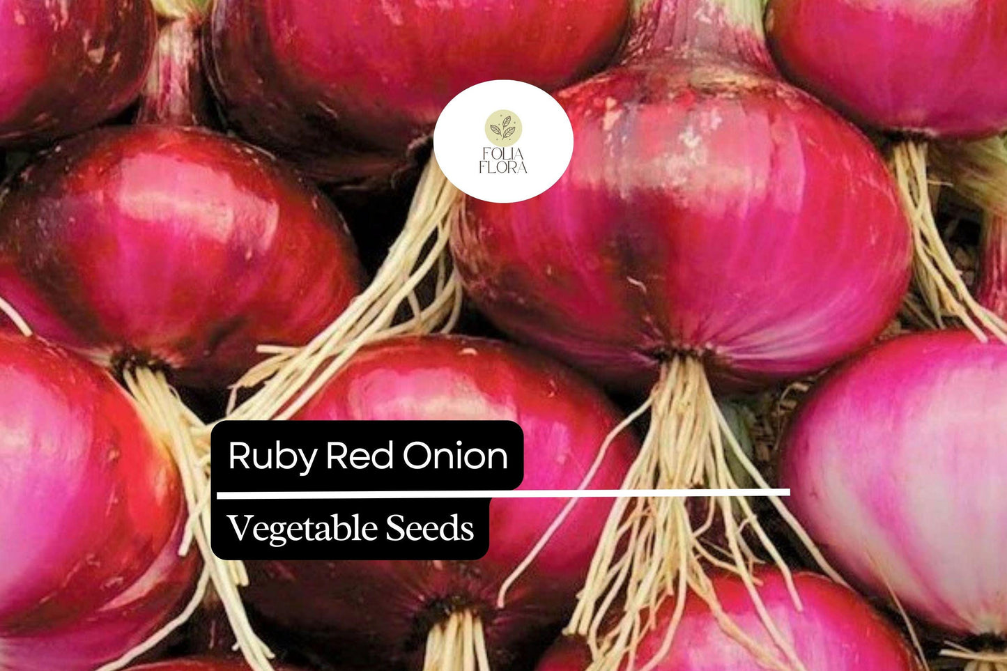 Ruby Red Onion Seeds - 100 Count - Sweet Red Onion (Allium cepa) - Crimson Skin, Crisp Flesh - Perfect for Gardens & Containers