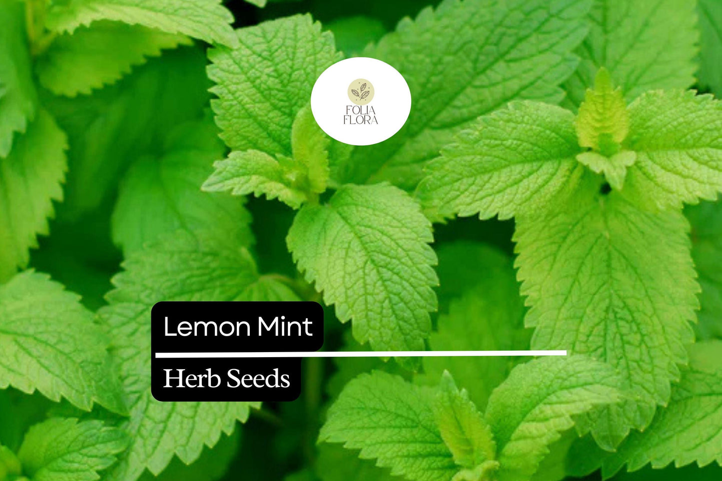 Lemon Mint Herb Seeds 2000 Count - Monarda Citriodora, Culinary Tea, Pollinator Garden, Lavender Purple Blooms