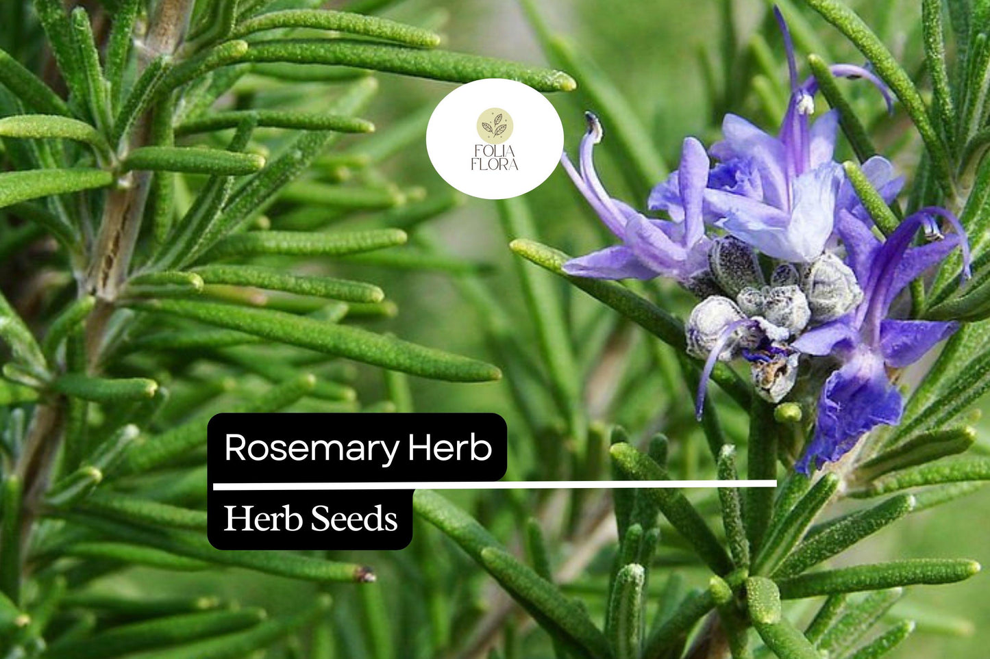 Rosemary Seeds - 50 Count - Aromatic Culinary Herb - Salvia rosmarinus - Drought-Tolerant, Pollinator-Friendly, Blue Flowers