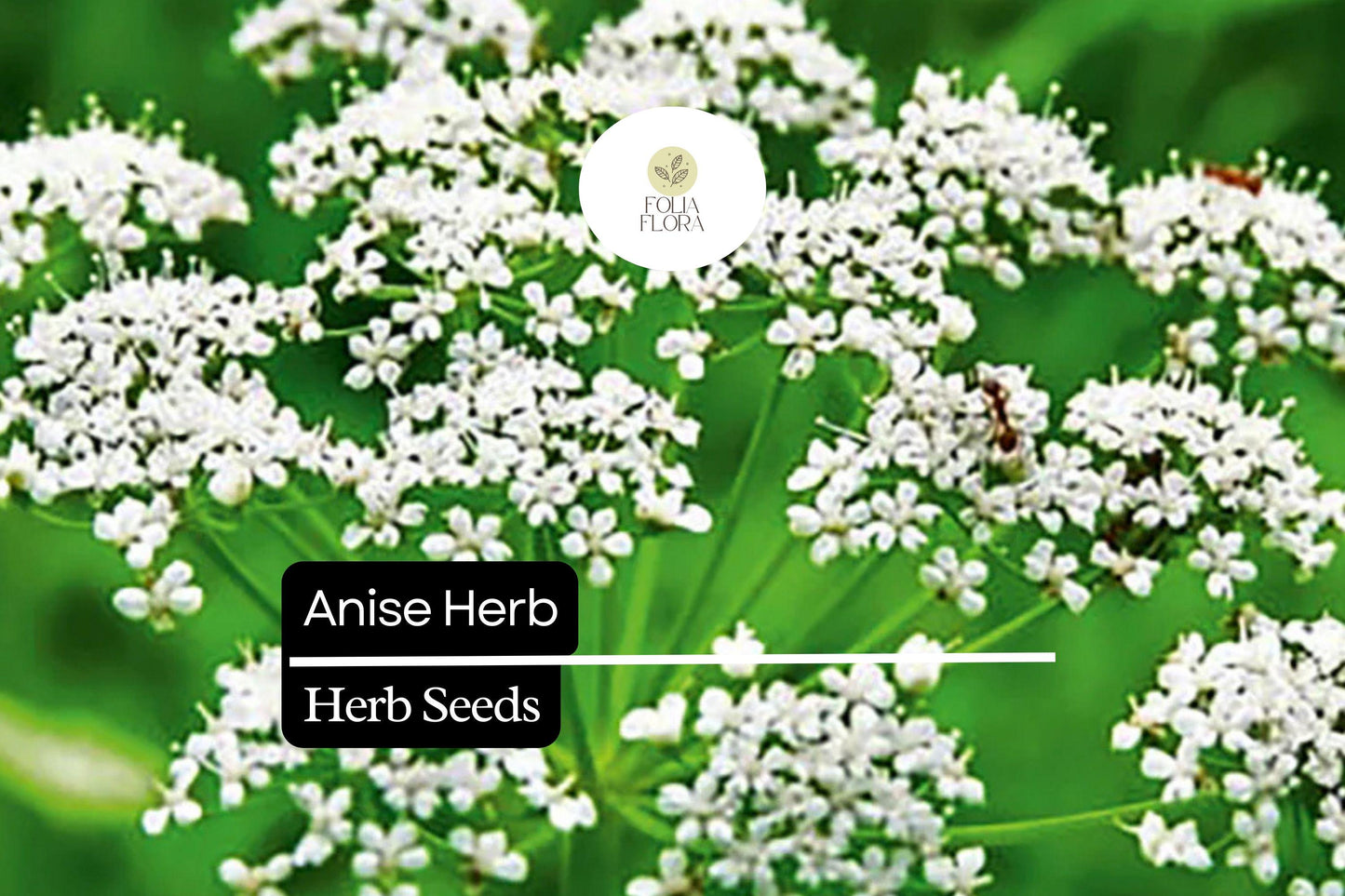 400 Seeds Anise Herb - Pimpinella Anisum, Aromatic Culinary Plant, Licorice Flavor, Perfect for Gardens and Pollinators
