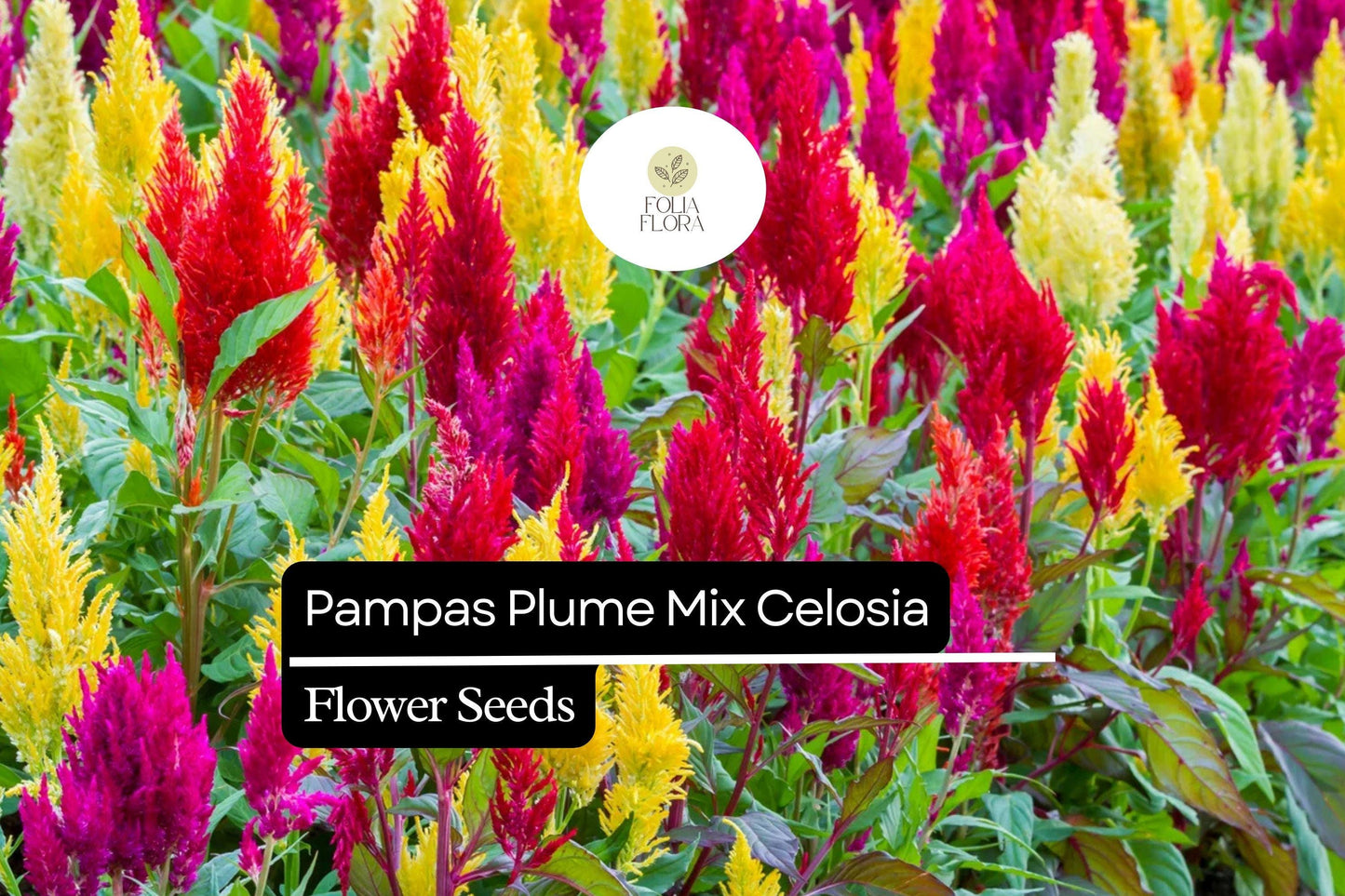 Pampas Plume Celosia Seeds Mix | Colorful Feathery Plumes | Celosia argentea | 50-1000 Seeds for Vibrant Gardens