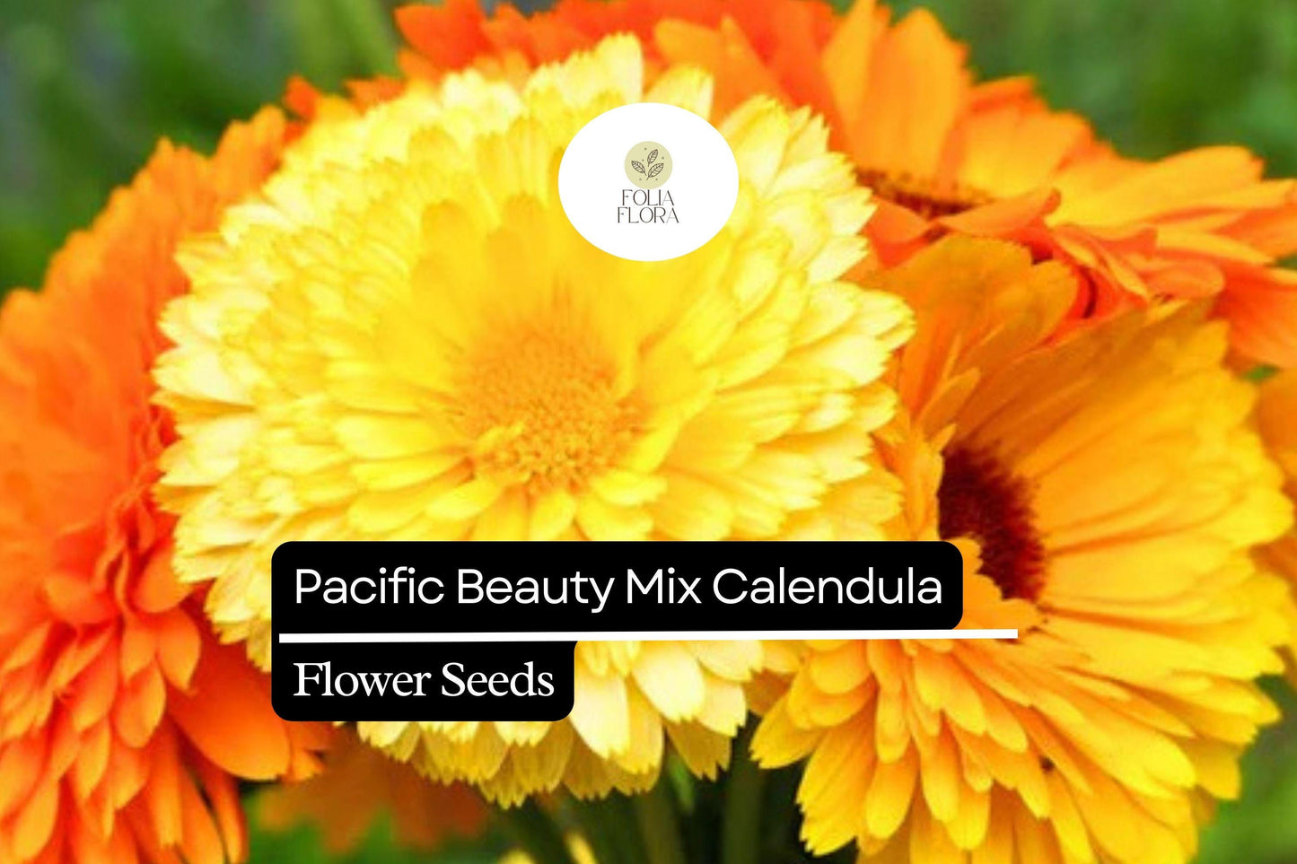 Pacific Beauty Mix Calendula Seeds | 50-1000 Seeds | Yellow, Orange, Gold Blooms | Calendula officinalis | Edible & Pollinator-Friendly