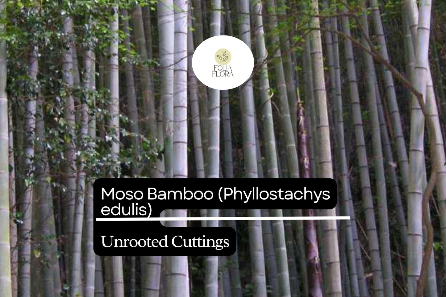 Unrooted Cuttings Moso Bamboo Plant - Phyllostachys edulis - Fast-Growing Green Bamboo for Garden Privacy and Ornamental Use