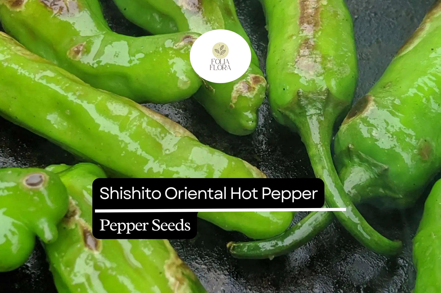 Shishito Pepper Seeds | 250mg | Mild Heat, Non-GMO | Capsicum annuum | Ideal for Roasting & Grilling