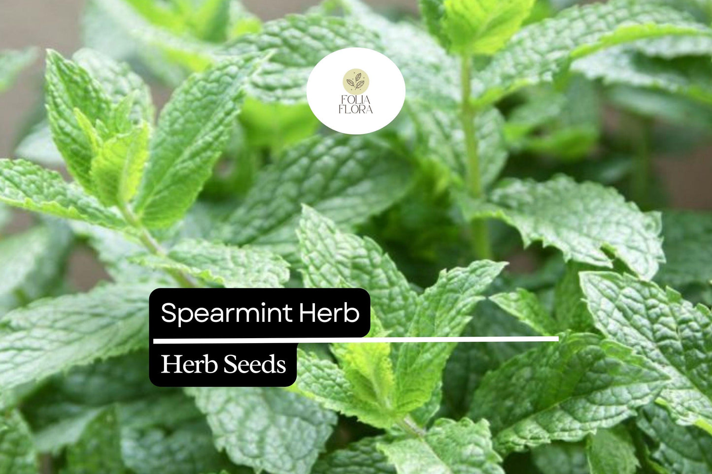 Spearmint Herb Seeds 30mg | Aromatic Culinary Mint | Mentha spicata | Fresh, Medicinal, Fast-Growing Herb for Garden