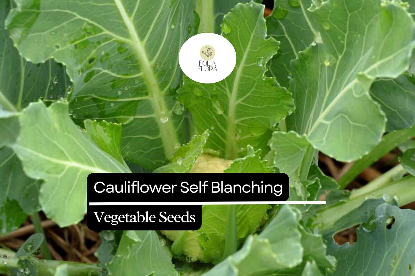 Cauliflower Seeds 1g Self-Blanching Creamy White Brassica oleracea Easy-Grow Vegetable for Home Garden and Chefs