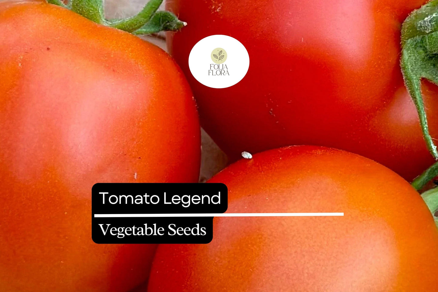 Legend Tomato Seeds 100mg | Non-GMO, Disease-Resistant, Deep Red Fruits | Solanum lycopersicum