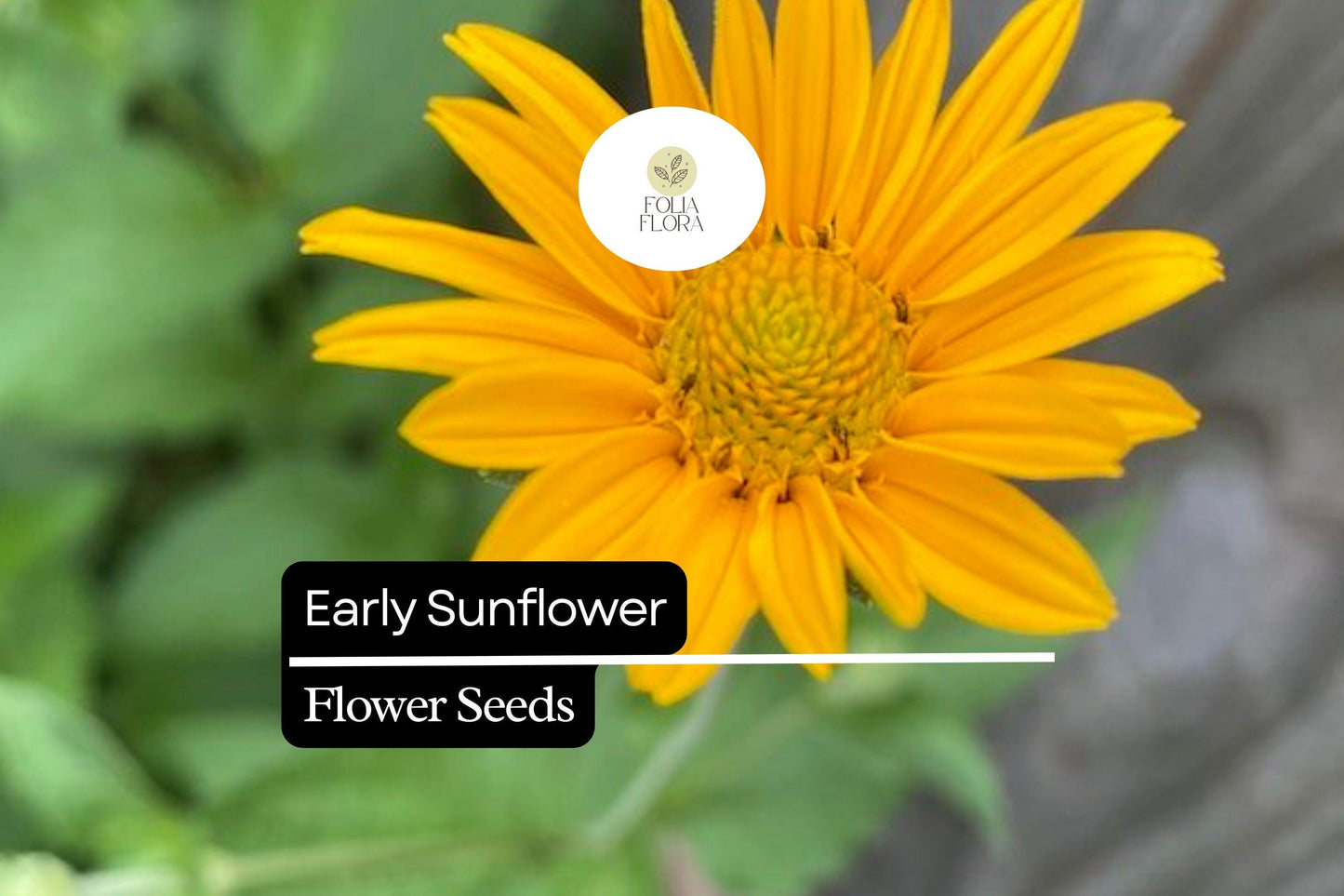 Early Sunflower Seeds 250mg | Bright Yellow Blooms, Pollinator-Friendly | Helianthus annuus
