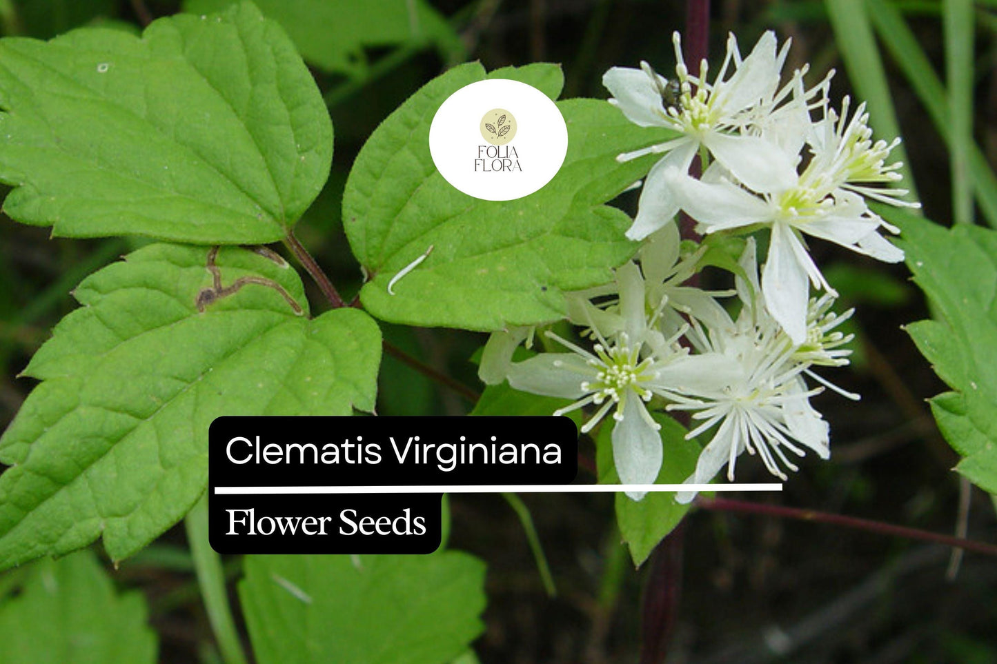 Clematis Virginiana Seeds 100mg - Fragrant Climbing Flowering Vine - Virgin's Bower - Eco-Friendly Pollinator Plant