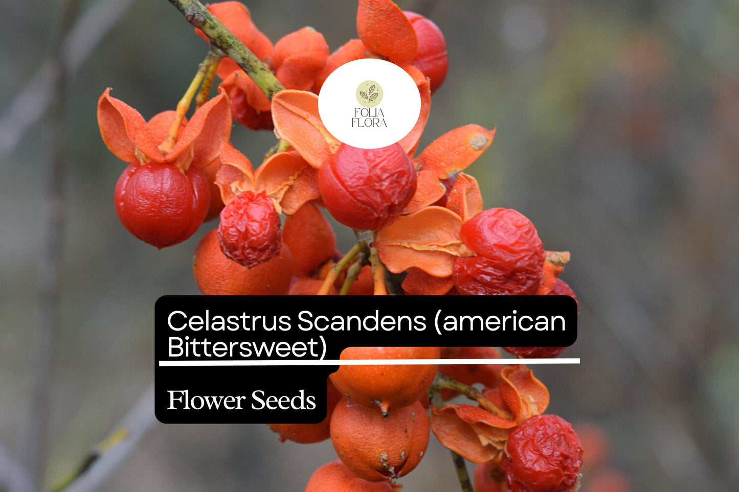 500mg Celastrus Scandens Seeds, American Bittersweet Vine with Orange Berries, Wildlife-Friendly Climber for Gardens
