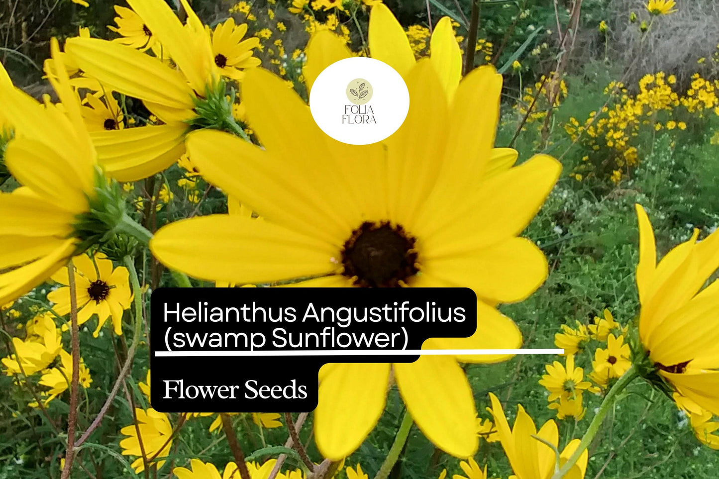 Swamp Sunflower Seeds | 100 Seeds | Yellow Blooms | Helianthus Angustifolius | Native Wildflower for Wet Soils, Pollinator Friendly