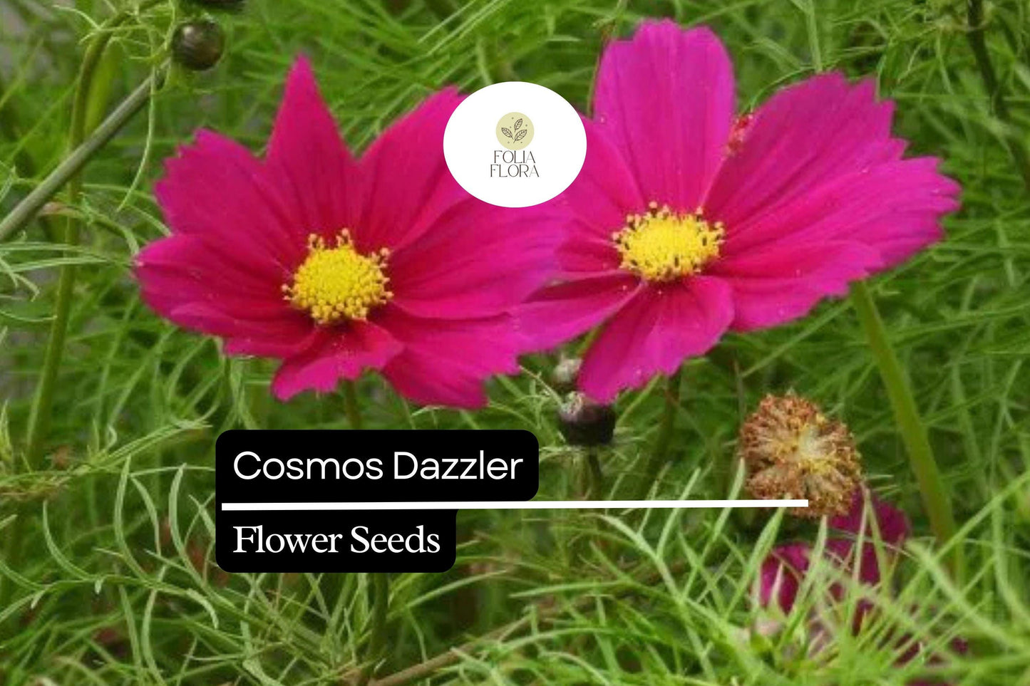 Cosmos Dazzler Seeds 1g - Bright Magenta Blooms, Hardy Annual Wildflower for Pollinator Gardens, Cosmos bipinnatus ‘Dazzler’