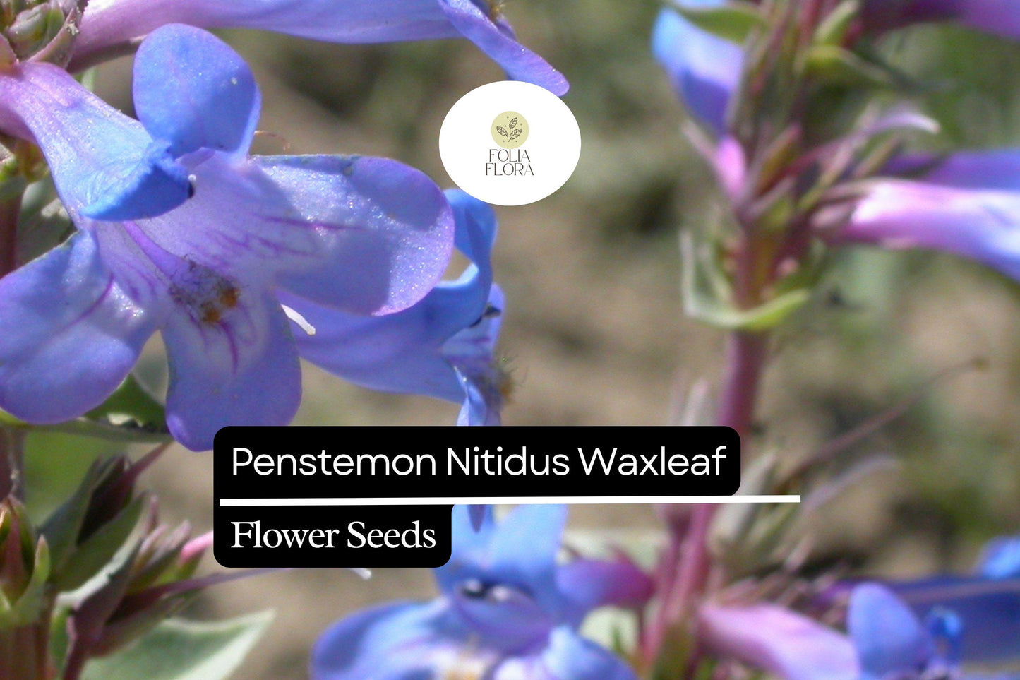 Waxleaf Penstemon Seeds, 100mg, Drought-Tolerant Wildflower, Lavender-Blue Blooms, Penstemon Nitidus, Pollinator-Friendly