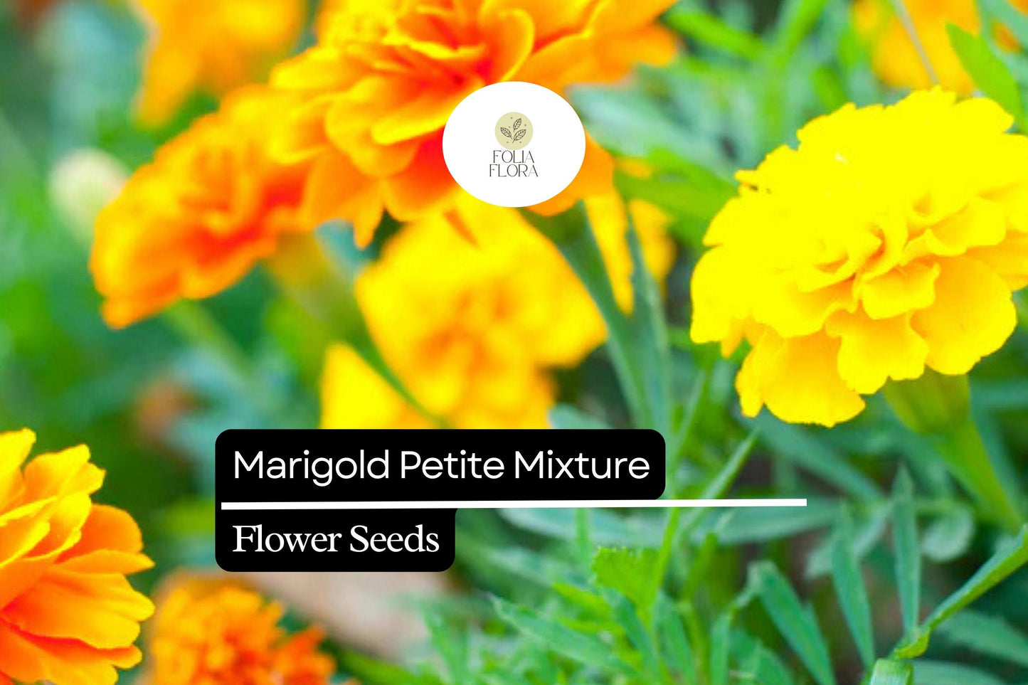 500mg Marigold Seeds, Petite Mixture, Compact French Marigolds, Tagetes patula, Vibrant Orange, Yellow, Red Blooms