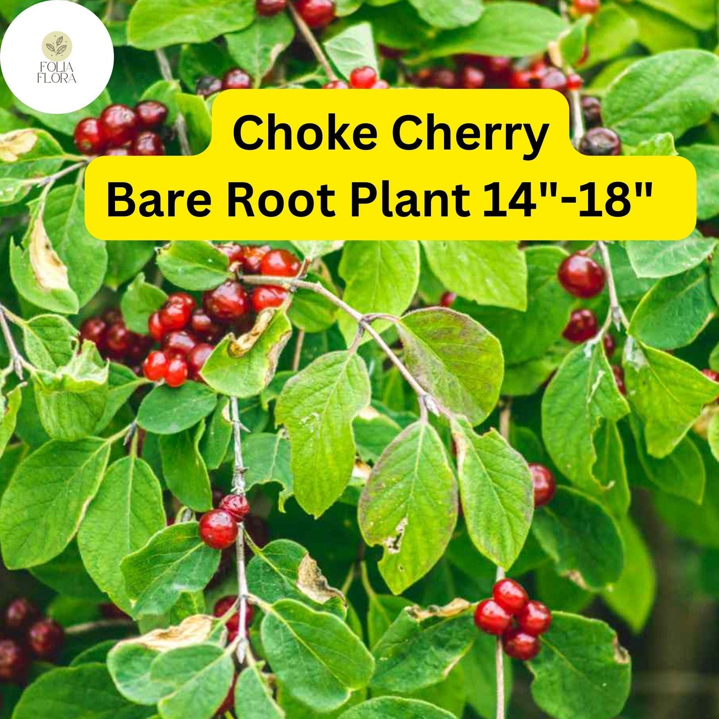 Choke Cherry Tree - Live Bare Root Plant 14"-18" - Prunus virginiana - Edible Berries, White Blossoms, Wildlife-Friendly