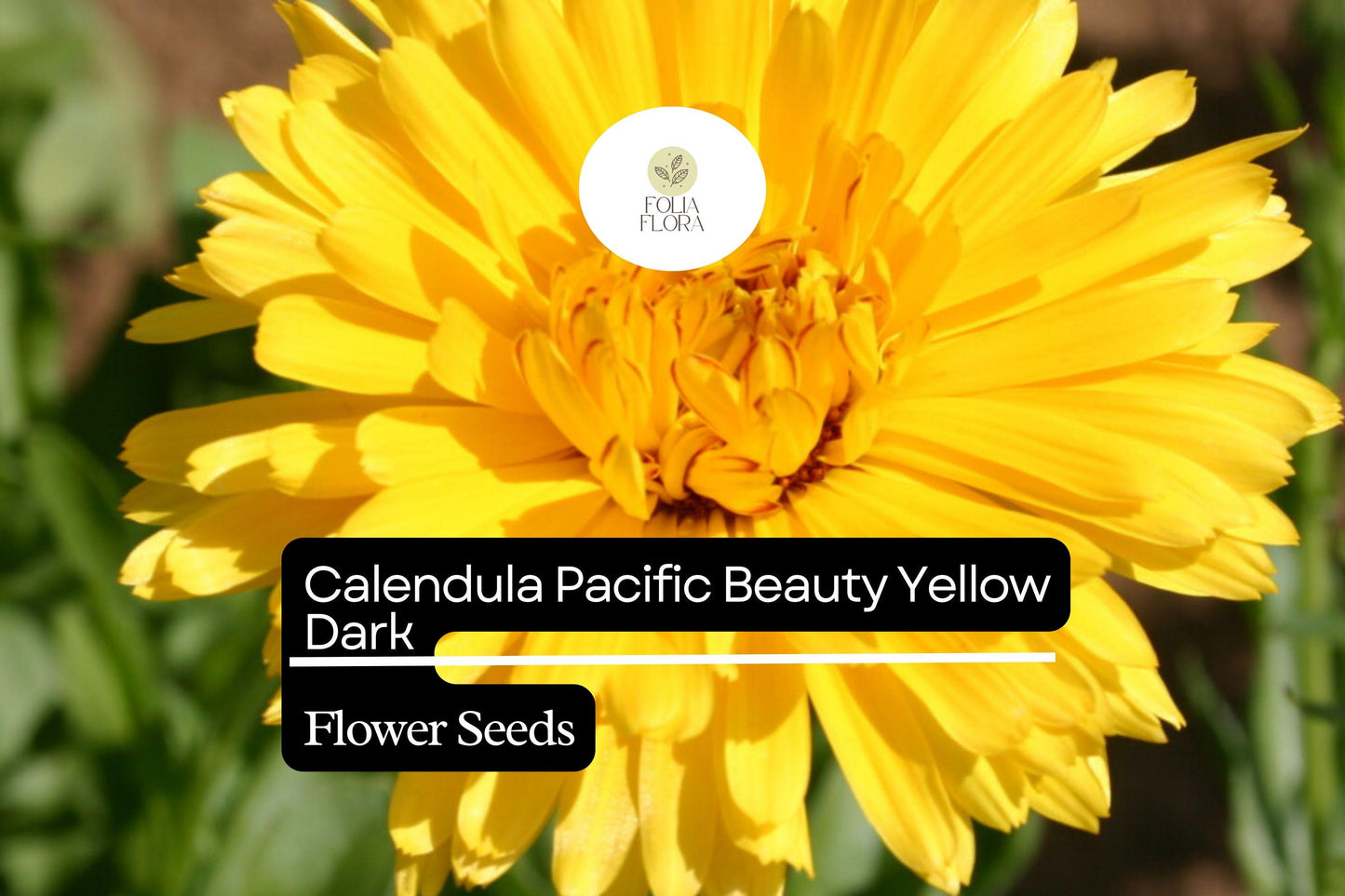 Calendula Seeds 300mg Pacific Beauty Yellow Dark Edible Flowers Calendula officinalis, Pollinator-Friendly Annual