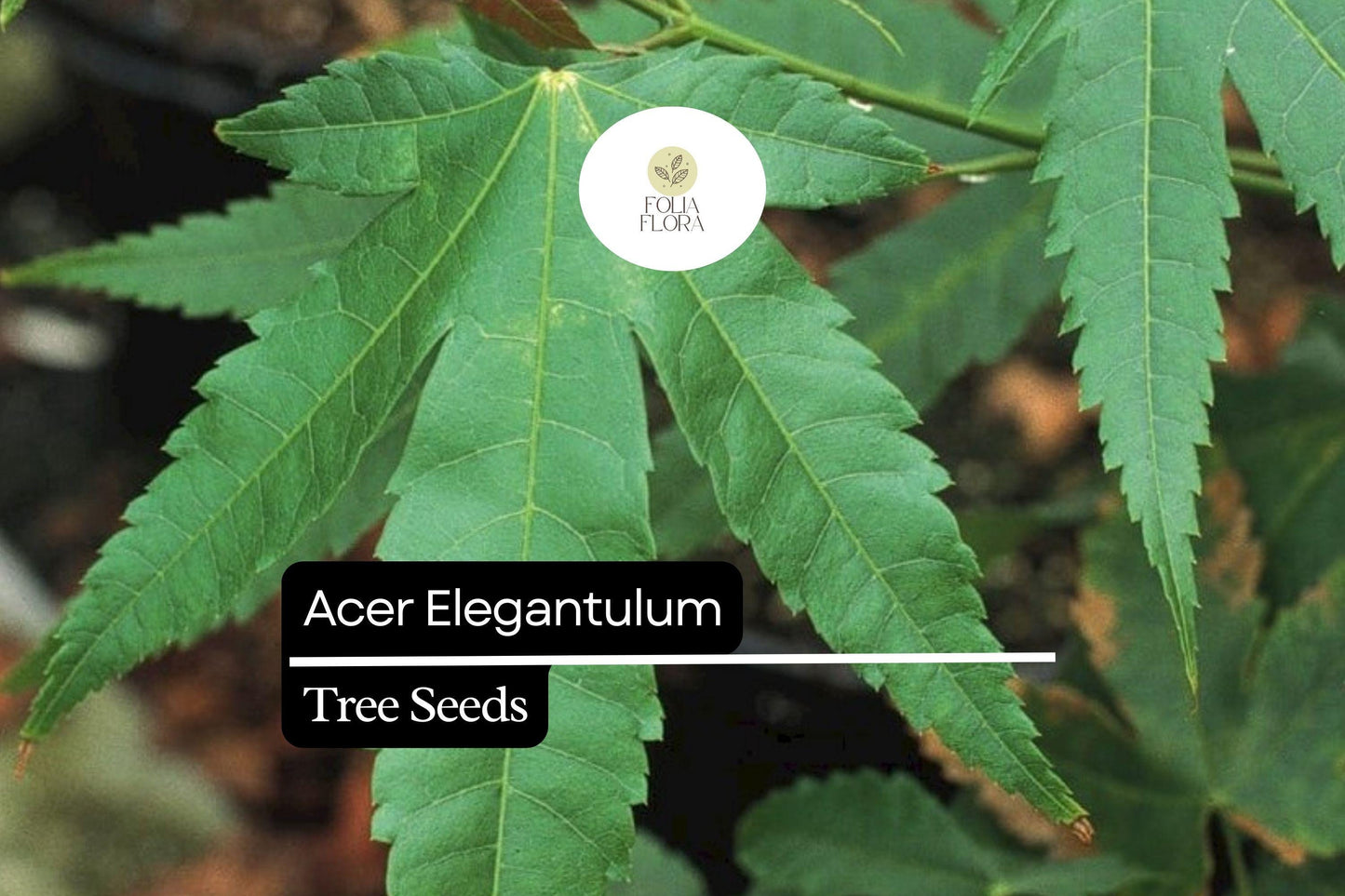 10 Seeds Elegant Maple Tree Acer elegantulum - Rare Deciduous Shade Tree with Vibrant Fall Foliage