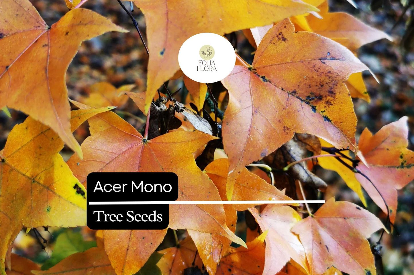 Acer Mono Seeds - Painted Maple Tree Seeds - Vibrant Fall Foliage - Acer mono - Hardy Deciduous Tree for Gardens and Landscapes