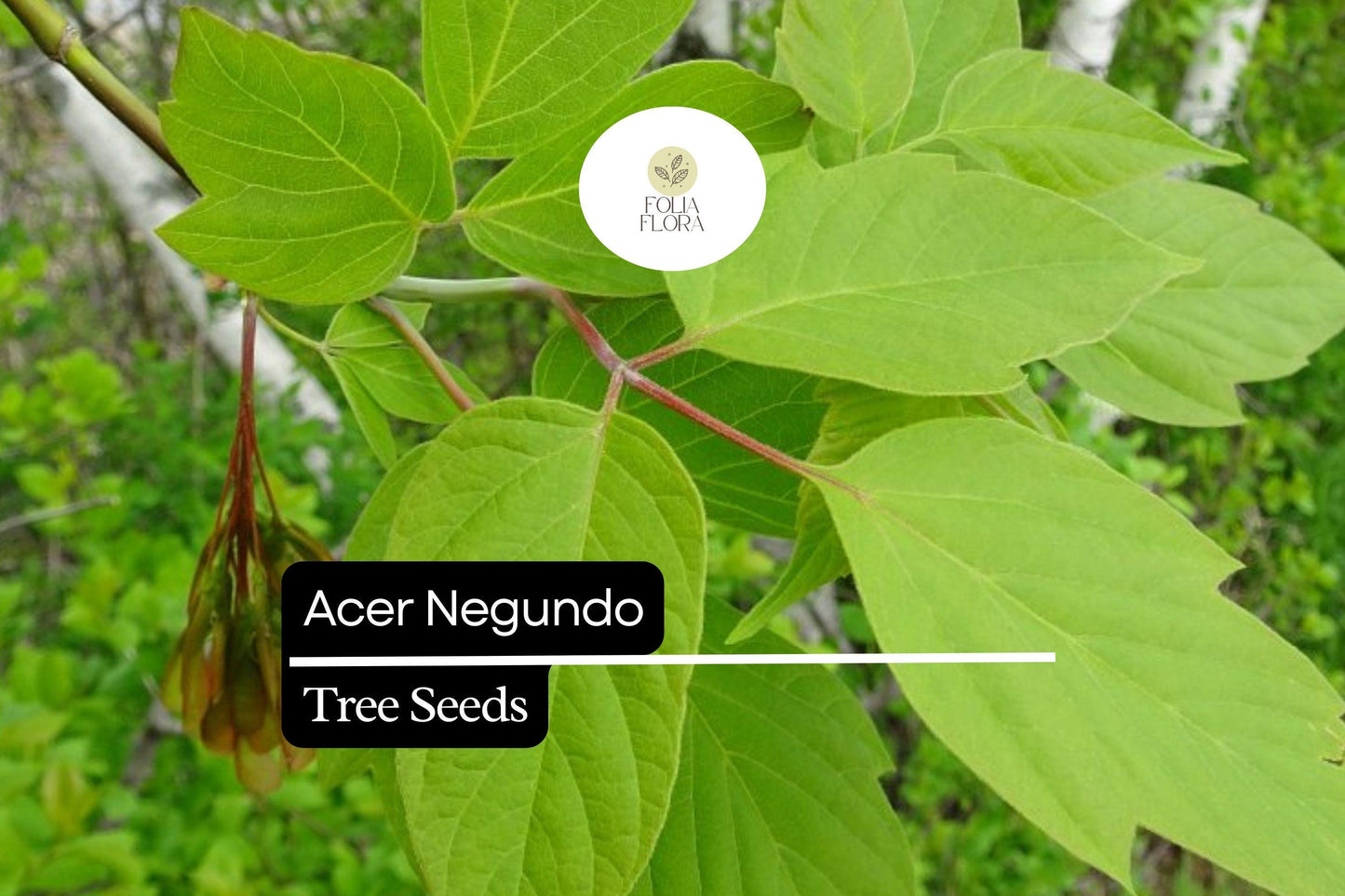 10 Seeds Boxelder Maple Tree, Fast-Growing Shade Tree, Acer negundo, Green Foliage, Yellow Fall Color, Low Maintenance