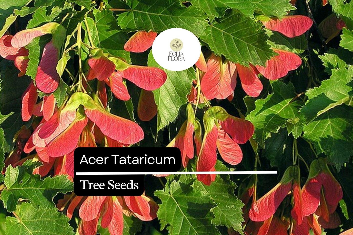 Tatarian Maple Tree Seeds - 10 Pack, Acer tataricum, Ornamental Deciduous Shade Tree, Green Foliage, Fall Color Yellow to Red