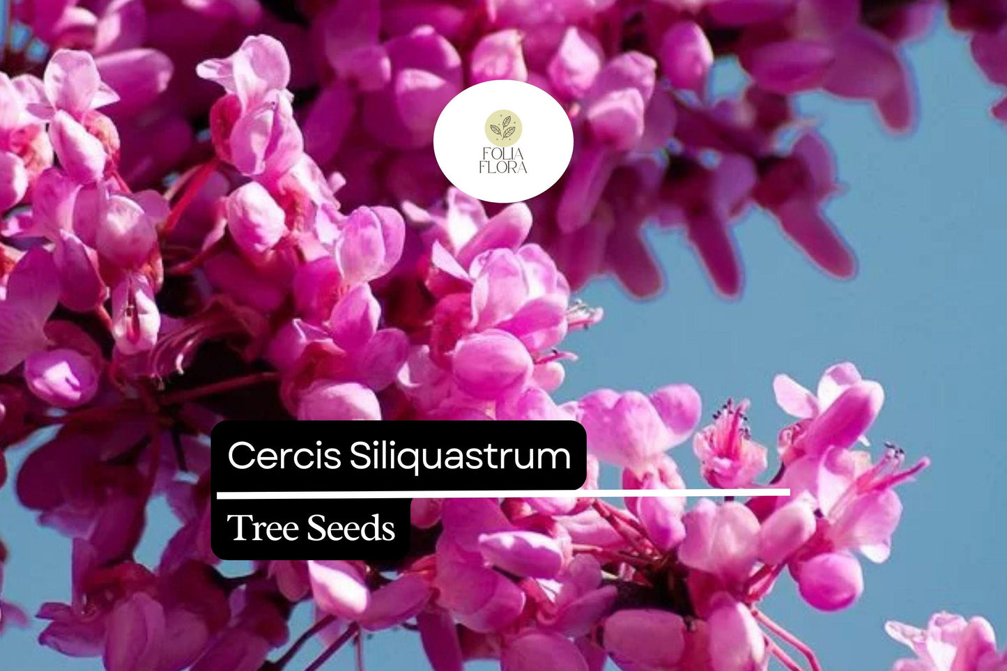 10 Seeds Cercis Siliquastrum, Judas Tree, Pink Spring Blossoms, Ornamental Deciduous Tree, Pollinator Friendly