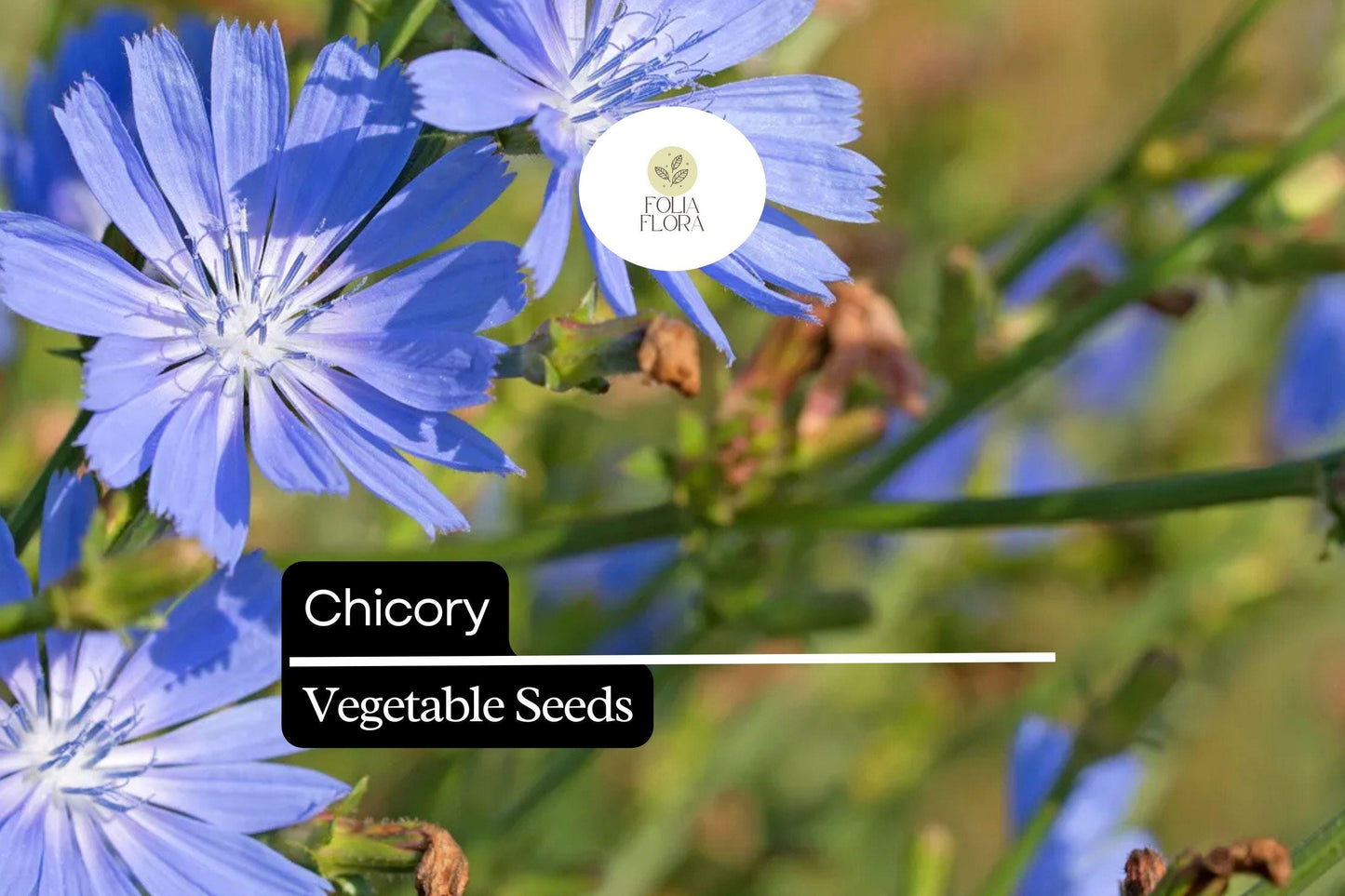 Chicory Seeds - 300 Heirloom Seeds for Edible Leaves & Coffee Substitute - Cichorium intybus, Drought-Tolerant, Pollinator-Friendly
