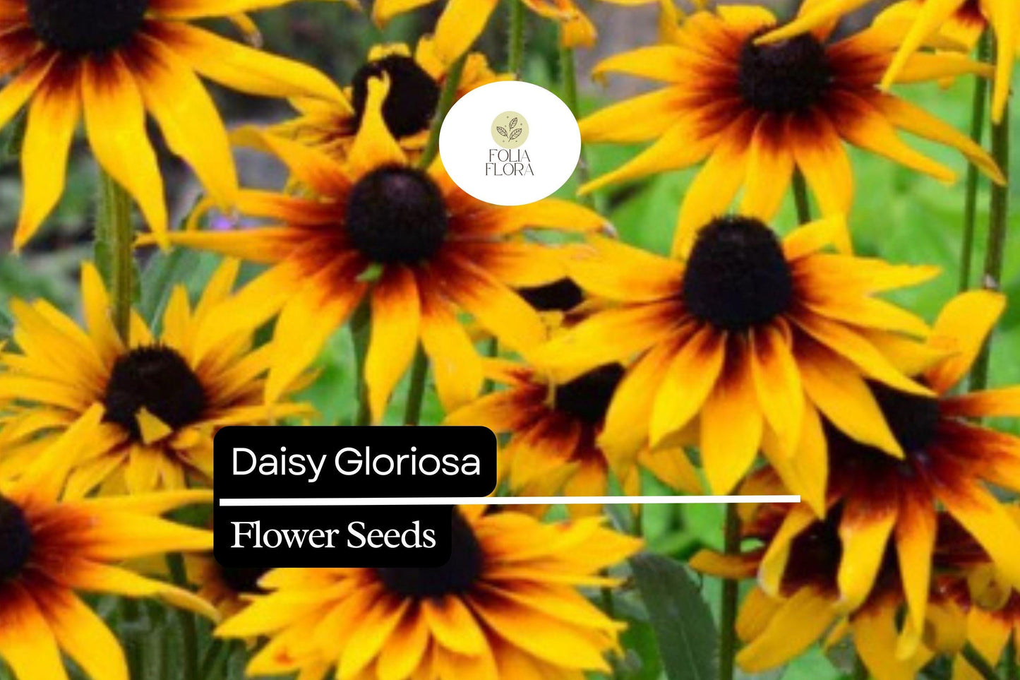 Gloriosa Daisy Seeds - Yellow-Orange Blooms, Pollinator-Friendly, Rudbeckia Hirta, Low Maintenance Wildflower Seeds