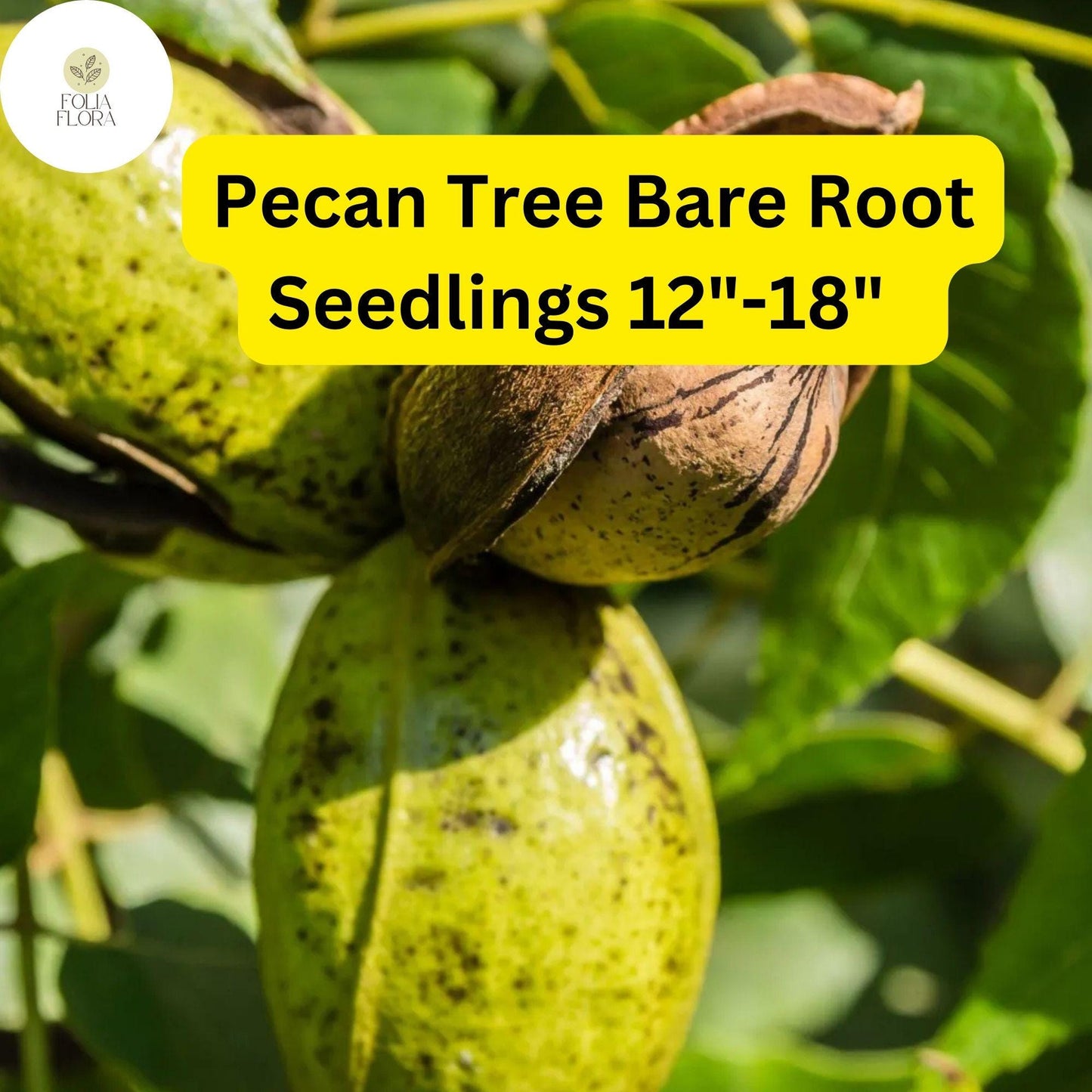 2 Live Bare-Root Hardy Pecan Tree Seedlings - Carya illinoinensis - Nut-Producing, Fast-Growing, Drought-Tolerant