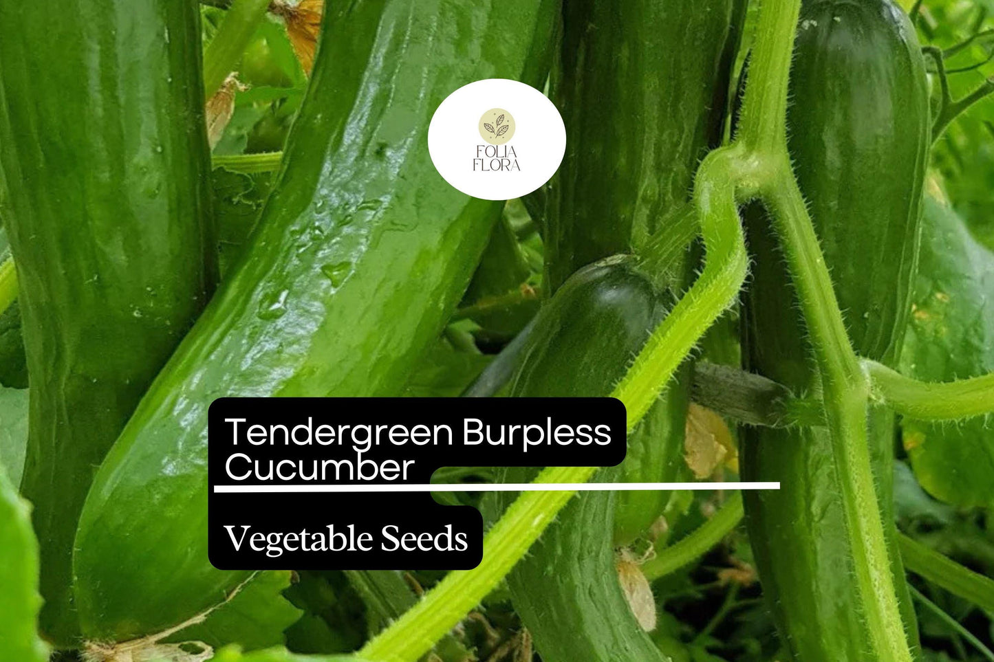 Tendergreen Cucumber Seeds - 50 Seeds, Burpless Variety, Cucumis sativus, Non-Bitter, Heat-Tolerant, Dark Green Fruits