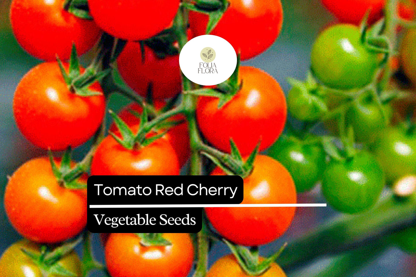 Red Cherry Tomato Seeds - 50 Seeds - Sweet, Bite-Sized Variety - Solanum lycopersicum - High Yield for Home Gardens