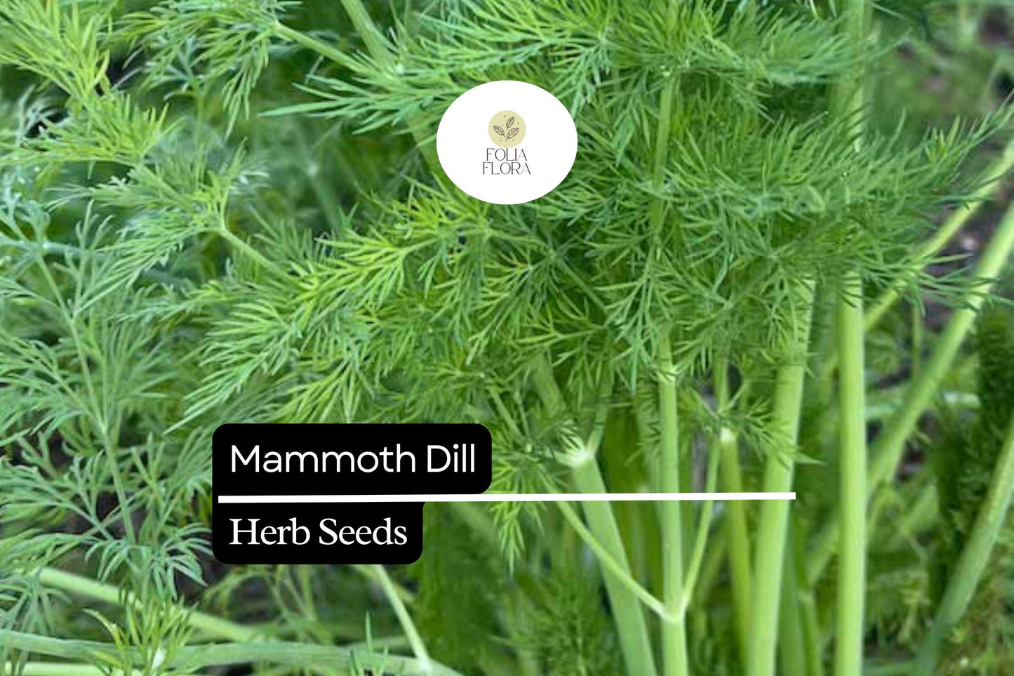 500 Seeds Mammoth Dill, Aromatic Herb for Culinary Use, Pollinator-Friendly, Anethum graveolens, Edible Green Foliage