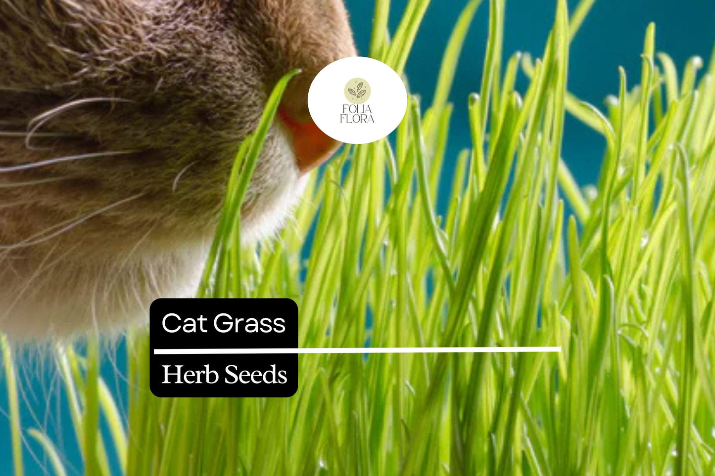 Cat Grass Seeds - 50 Pack - Pet-Friendly Agropyron Cristatum - Easy to Grow Indoor Greenery for Cats - Digestive Aid