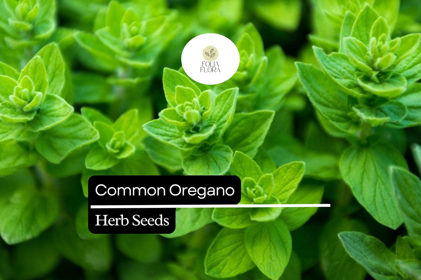 300 Seeds Common Oregano, Aromatic Culinary Herb, Origanum Vulgare, Pollinator-Friendly, Perfect for Mediterranean Dishes