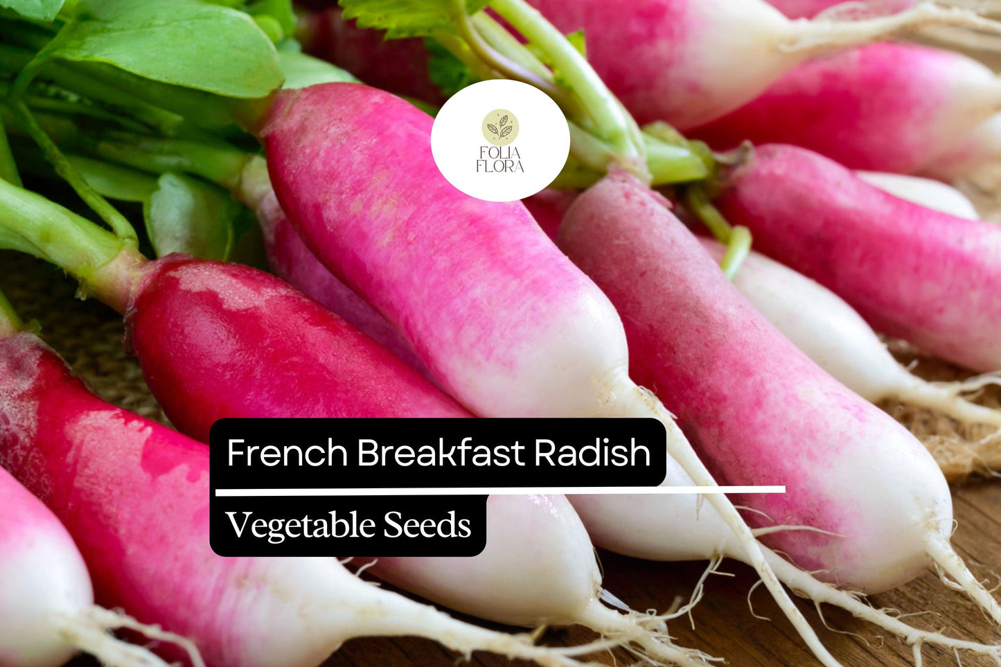 French Breakfast Radish Seeds - 200 Heirloom Seeds, Quick-Growing, Crisp Texture, Raphanus sativus, Red and White Roots