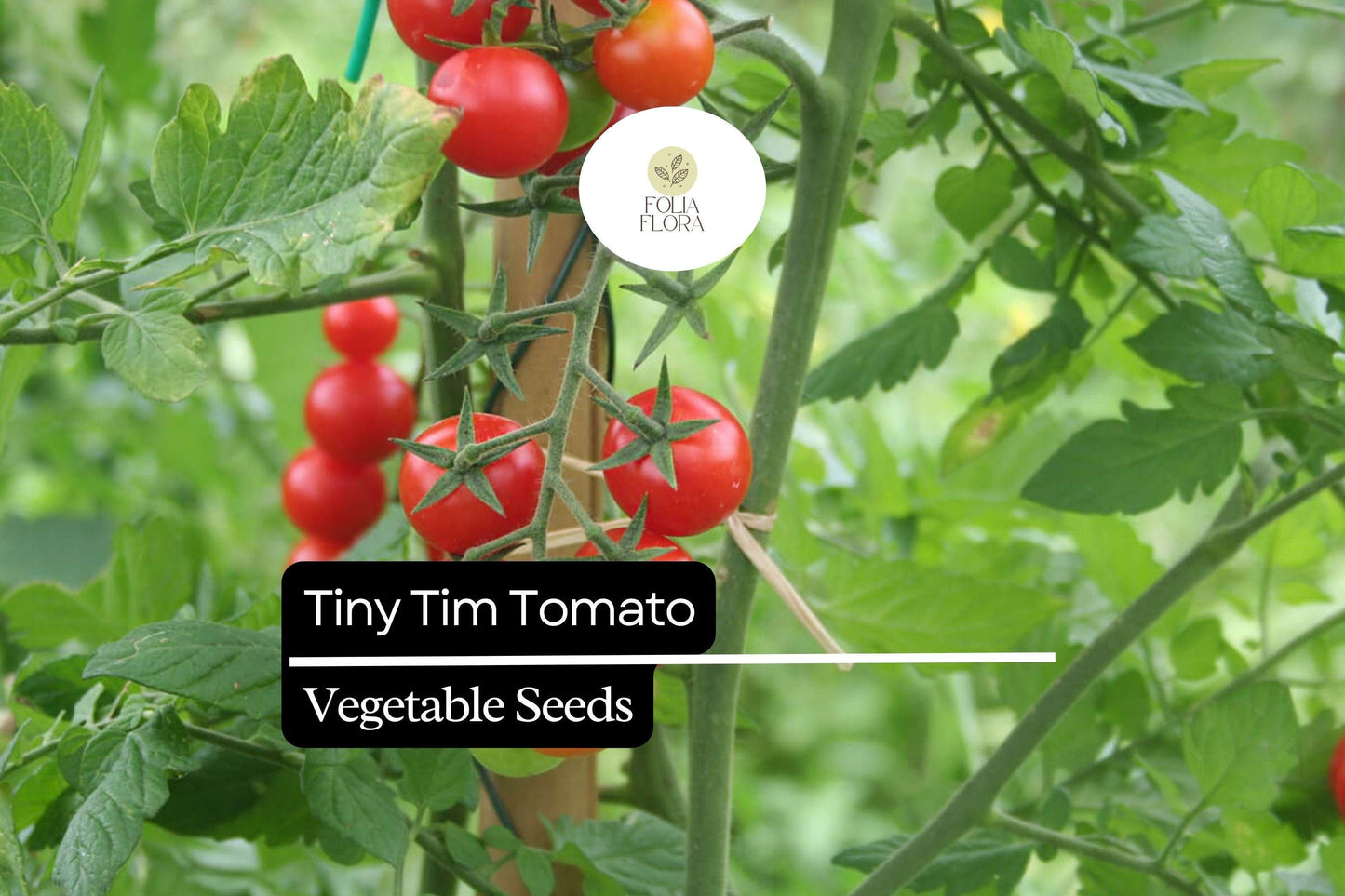 Tiny Tim Tomato Seeds - Dwarf Cherry Tomato - Compact Red Variety (Solanum lycopersicum) for Small Spaces and Container Gardening