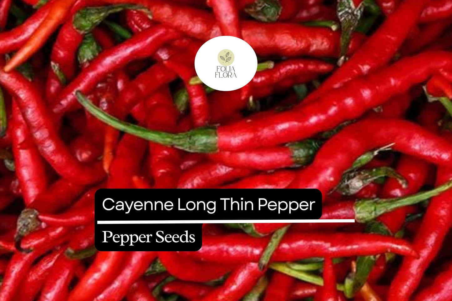 30 Seeds Cayenne Long Thin Pepper, Spicy Chili for Cooking and Drying, Capsicum Annuum, Vibrant Red Pods