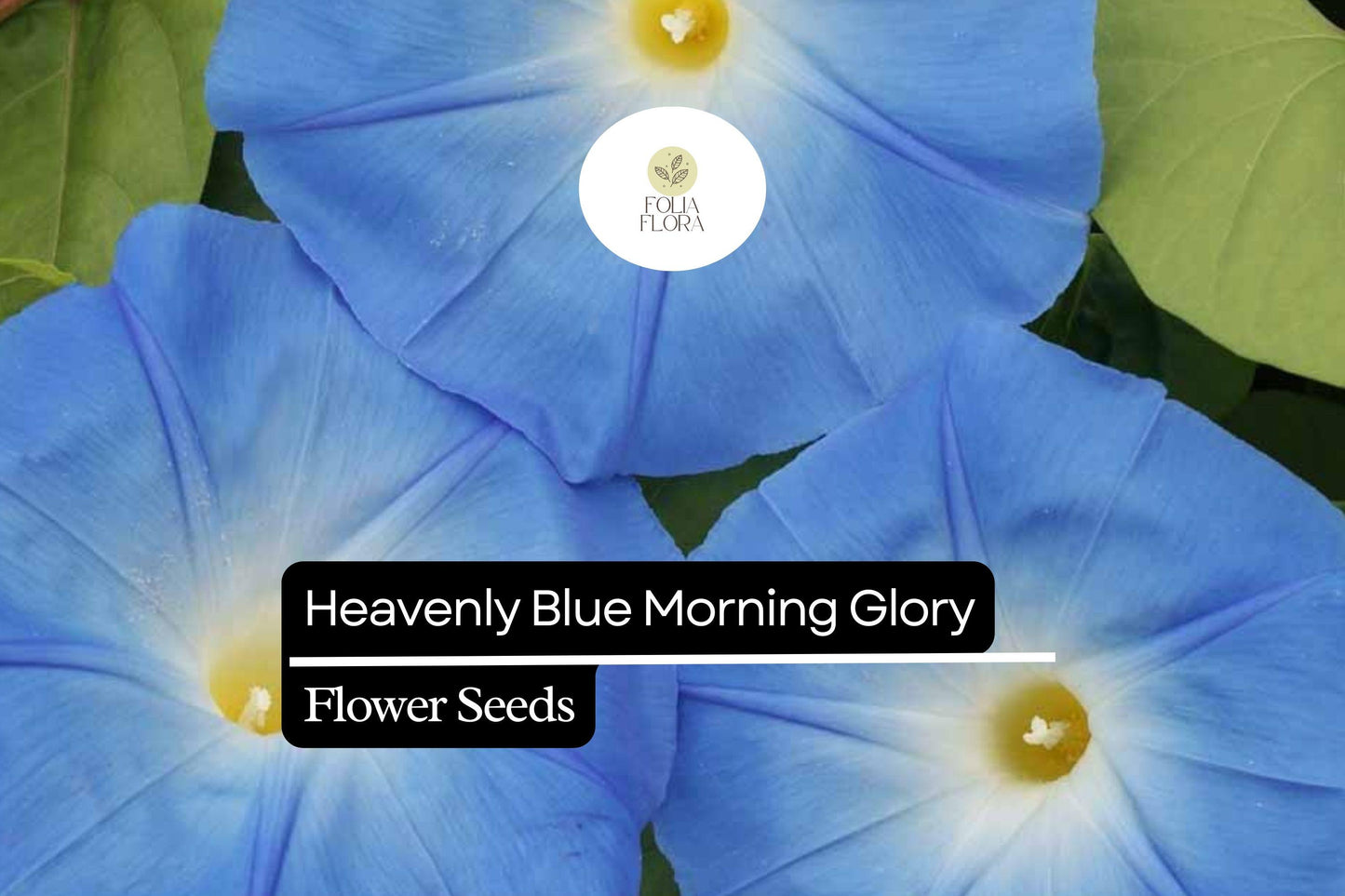 Heavenly Blue Morning Glory Climbing Vine - Sky Blue Flowers with White Centers - Ipomoea tricolor - Fast-Growing Annual Plant
